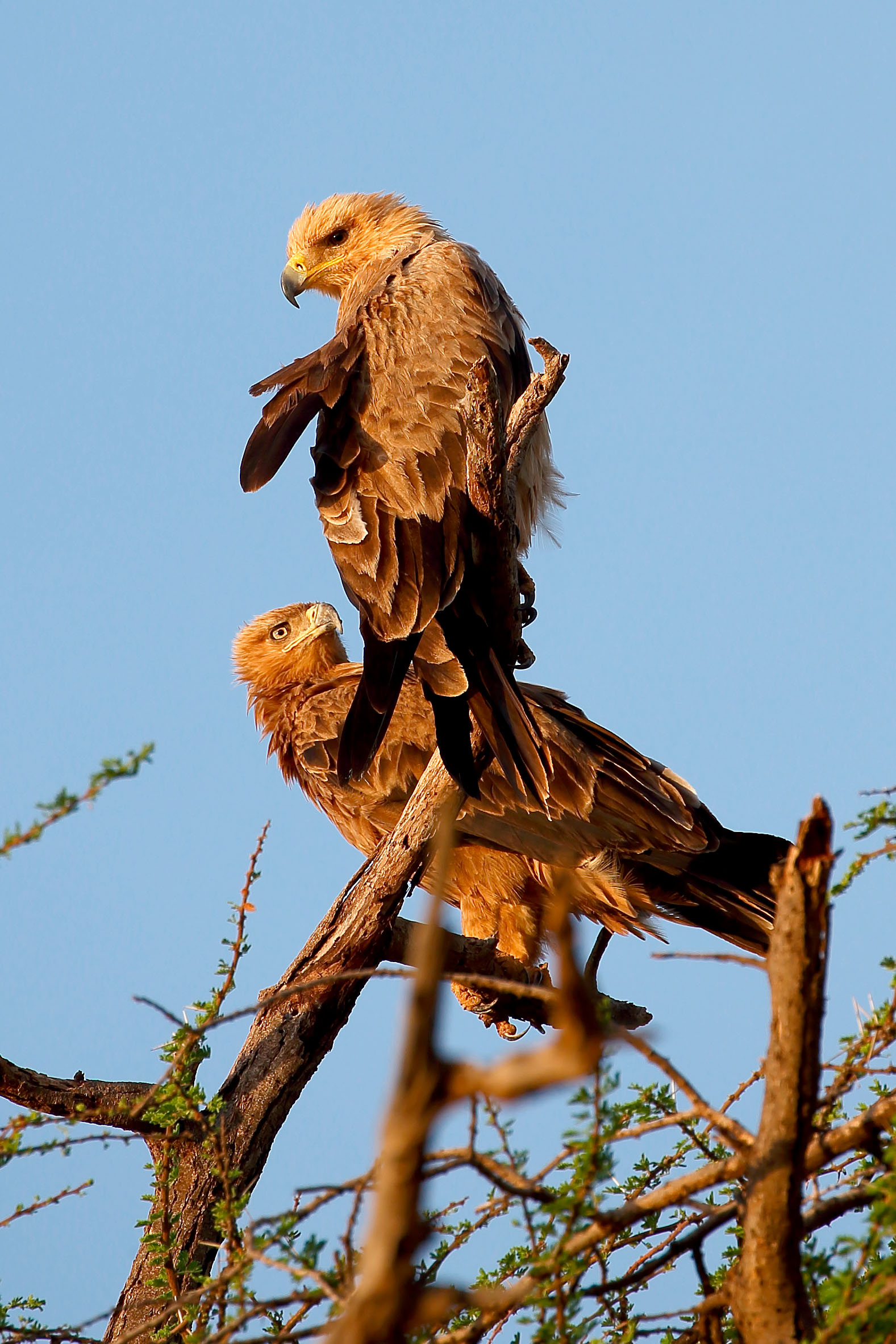 Pair of eagles