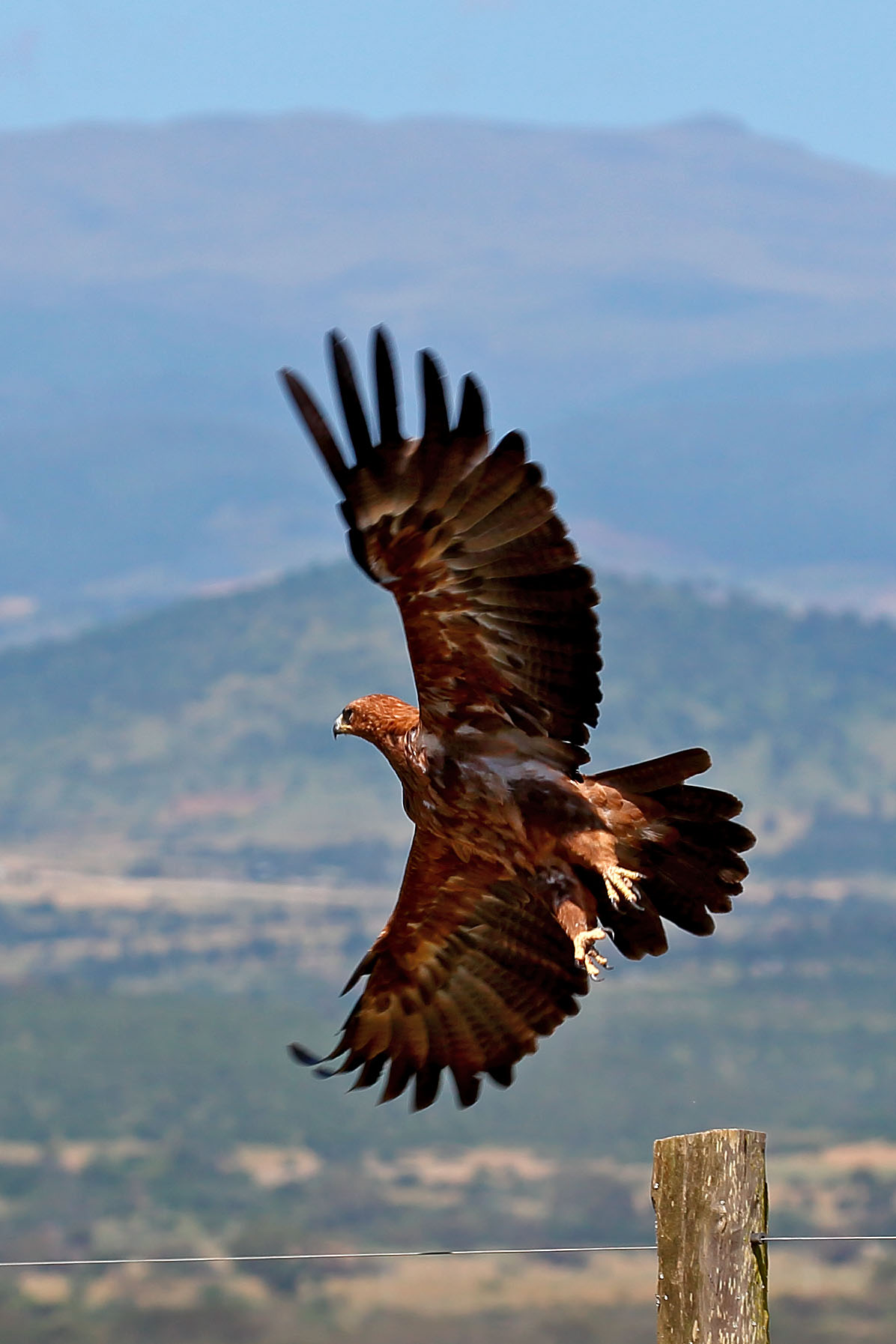 The eagle takes flight