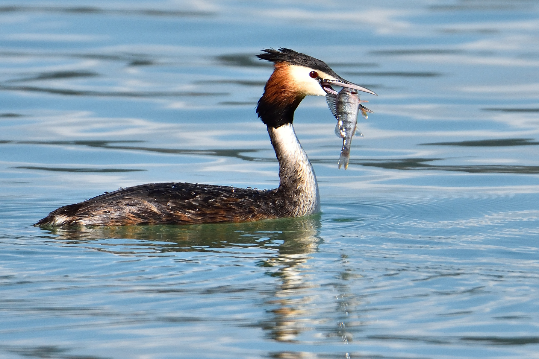 Svasso maggiore con preda