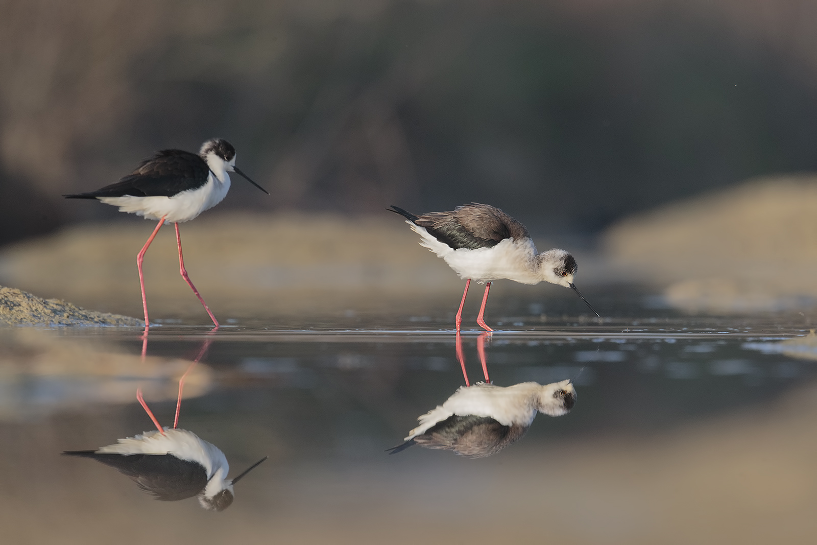 knights of Italy ... are 2 or 4?