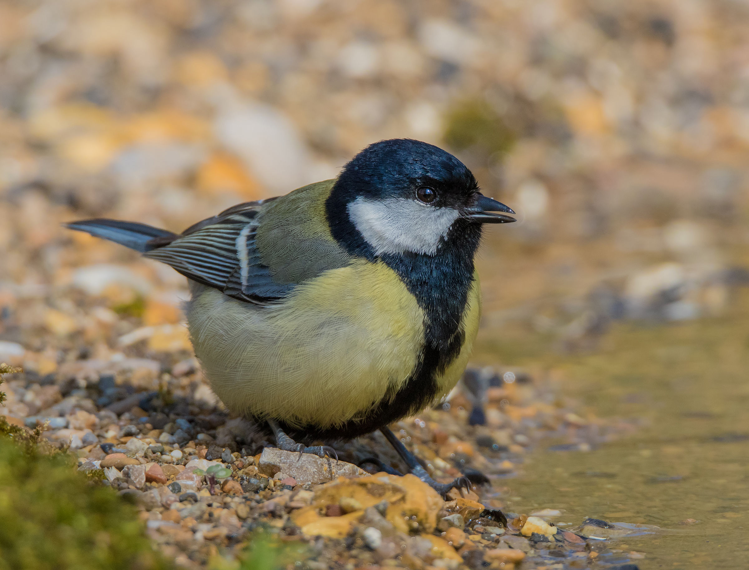 Great Tit