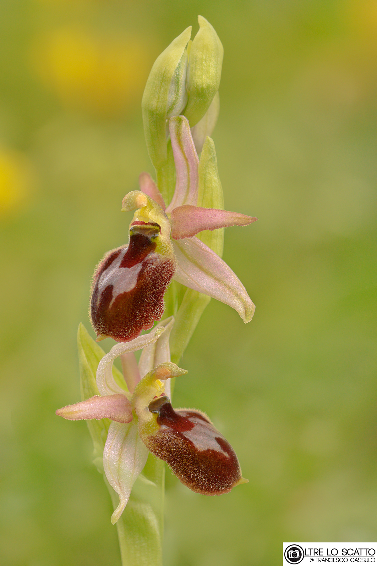 Ophrys exaltata Ten