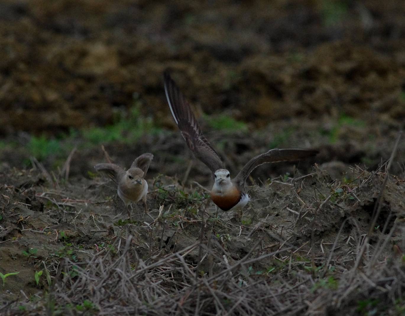 Oriental Plover