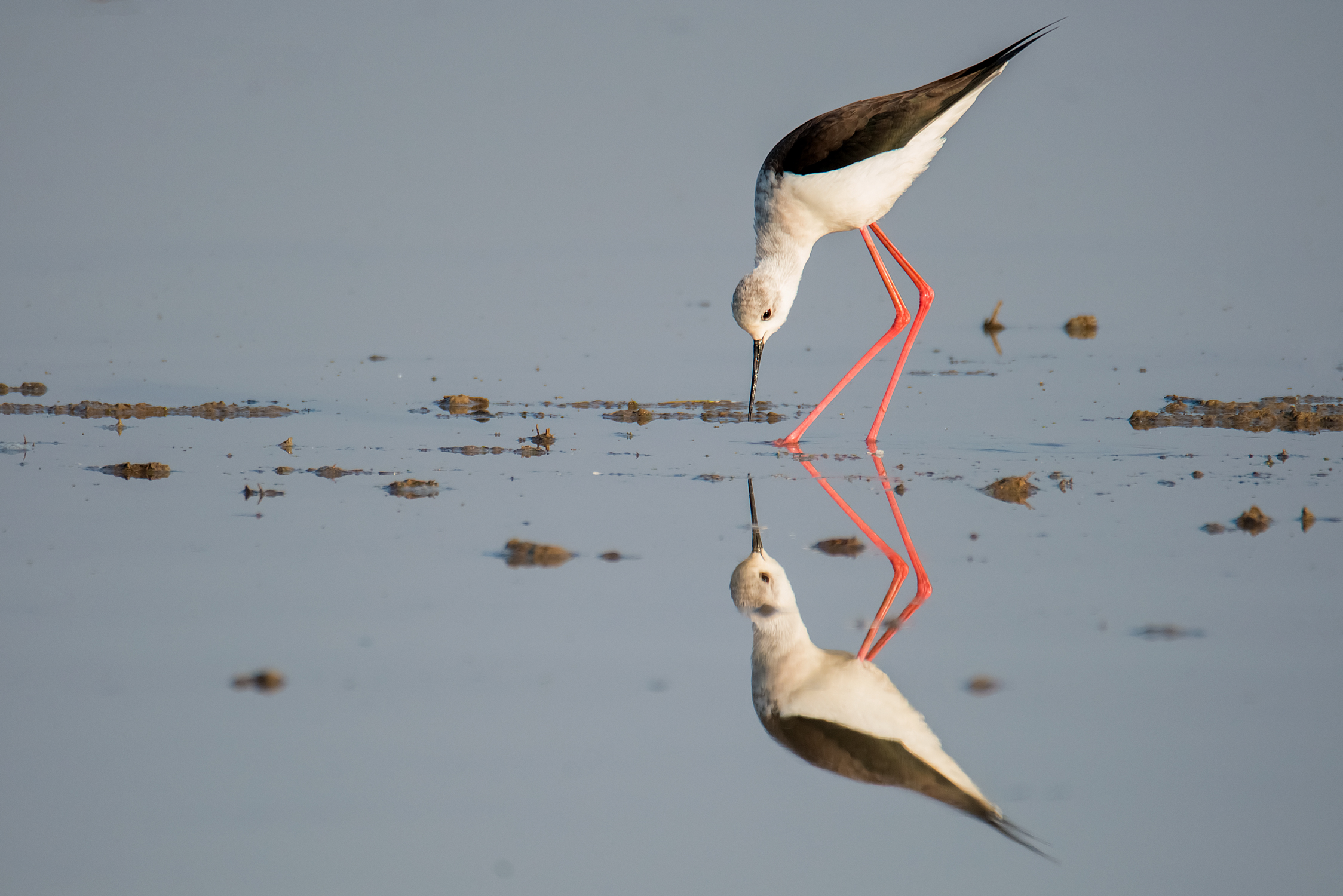 Riflessioni di un Cavaliere ..