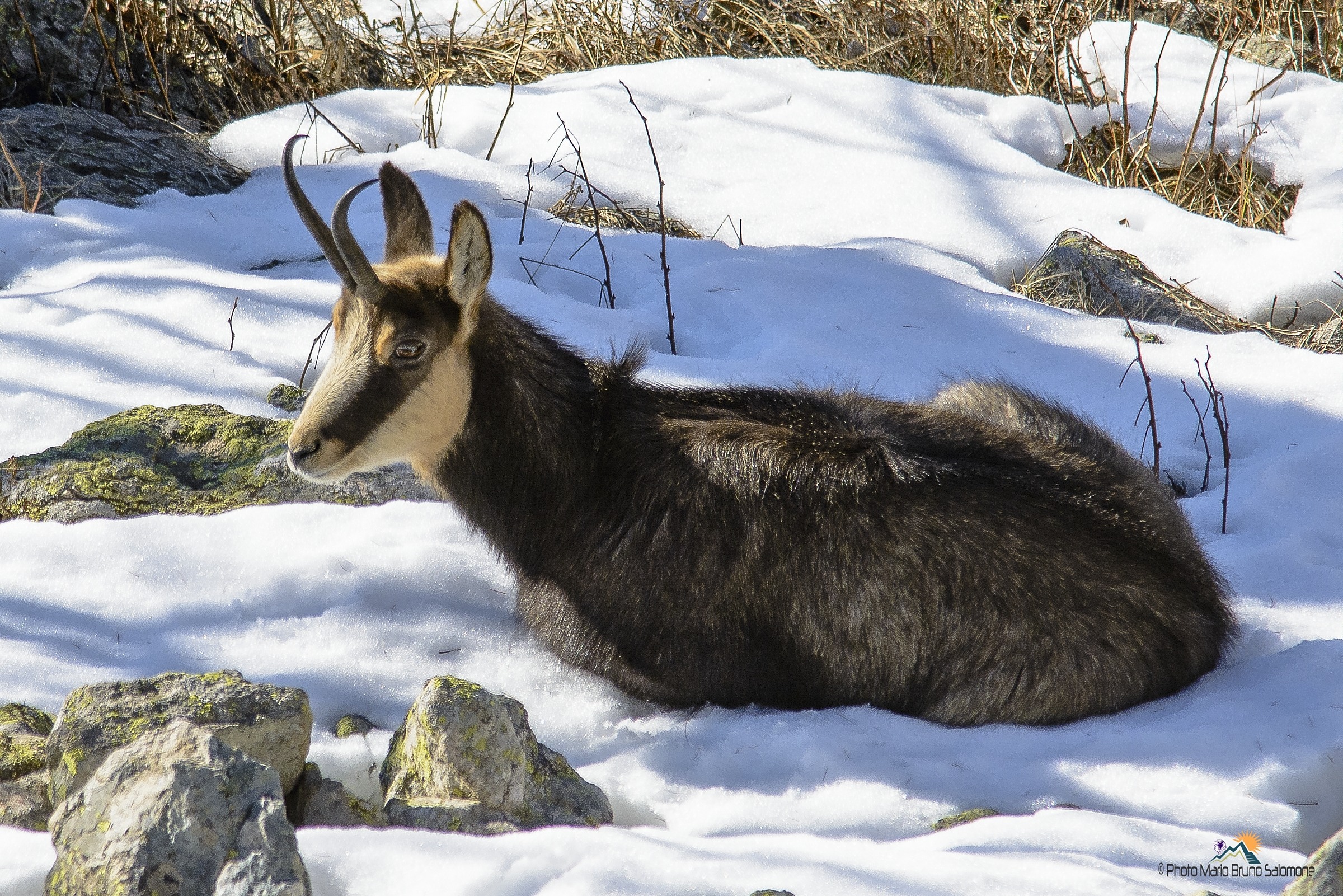 Trying the first fresh: suede
