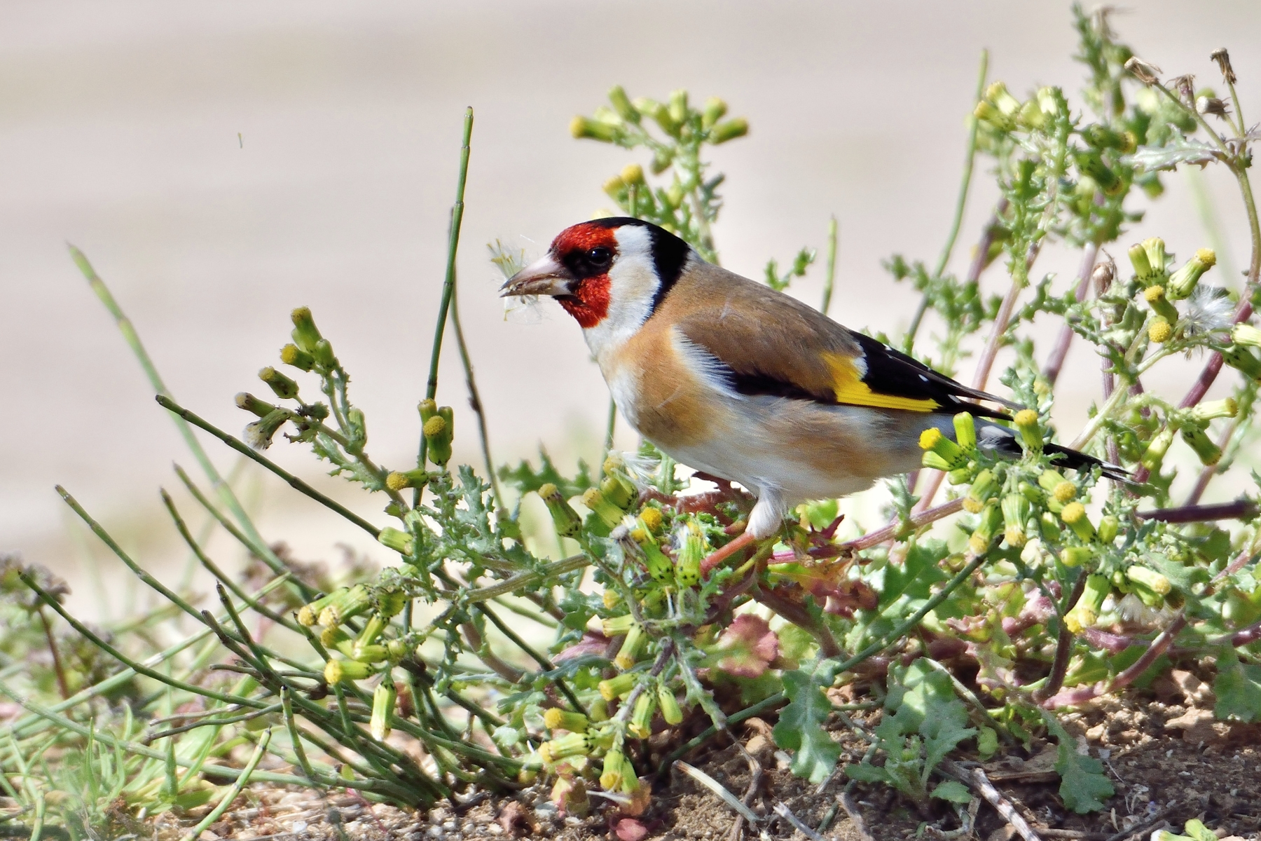 Goldfinch