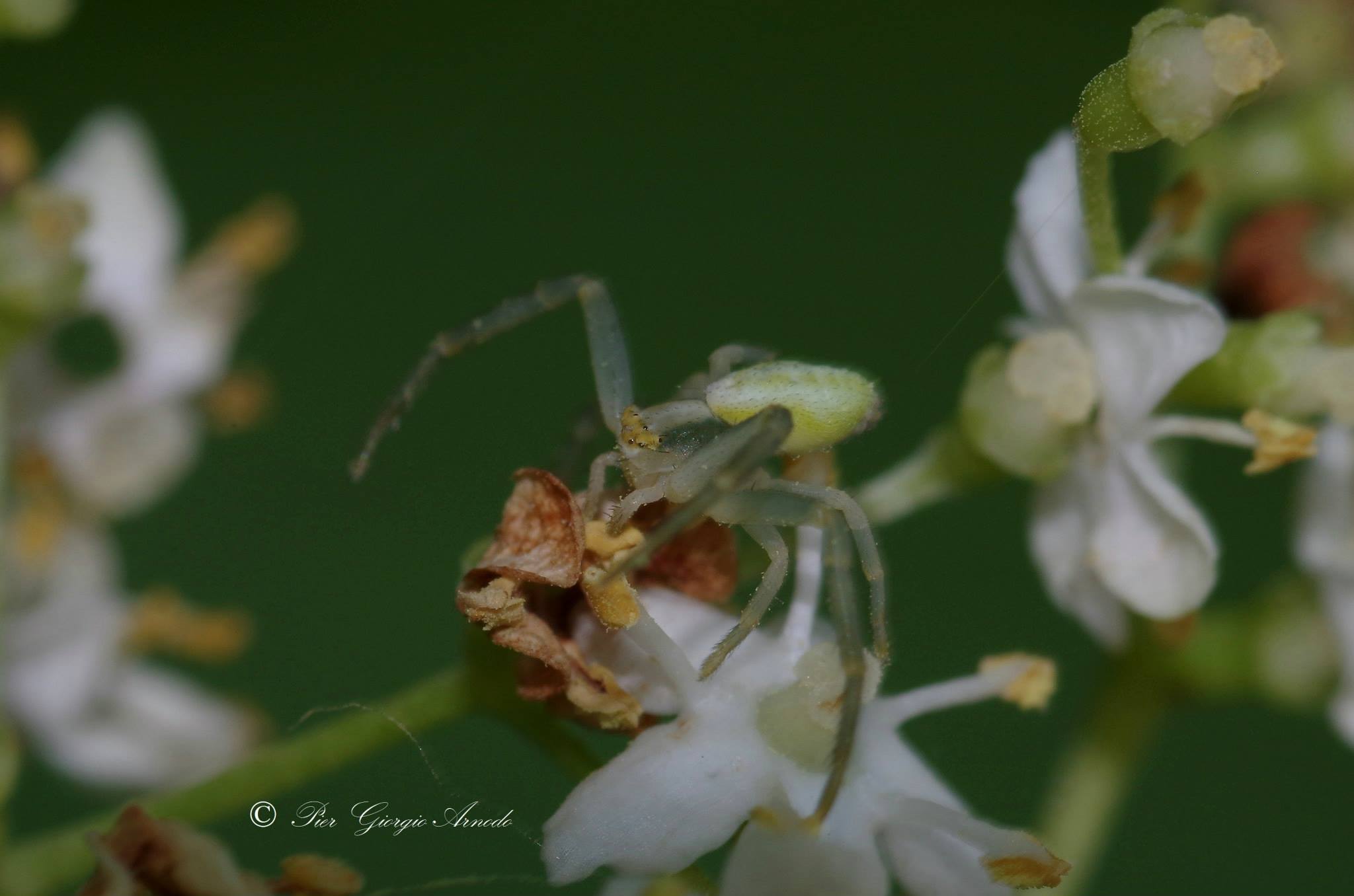 green meadows spider