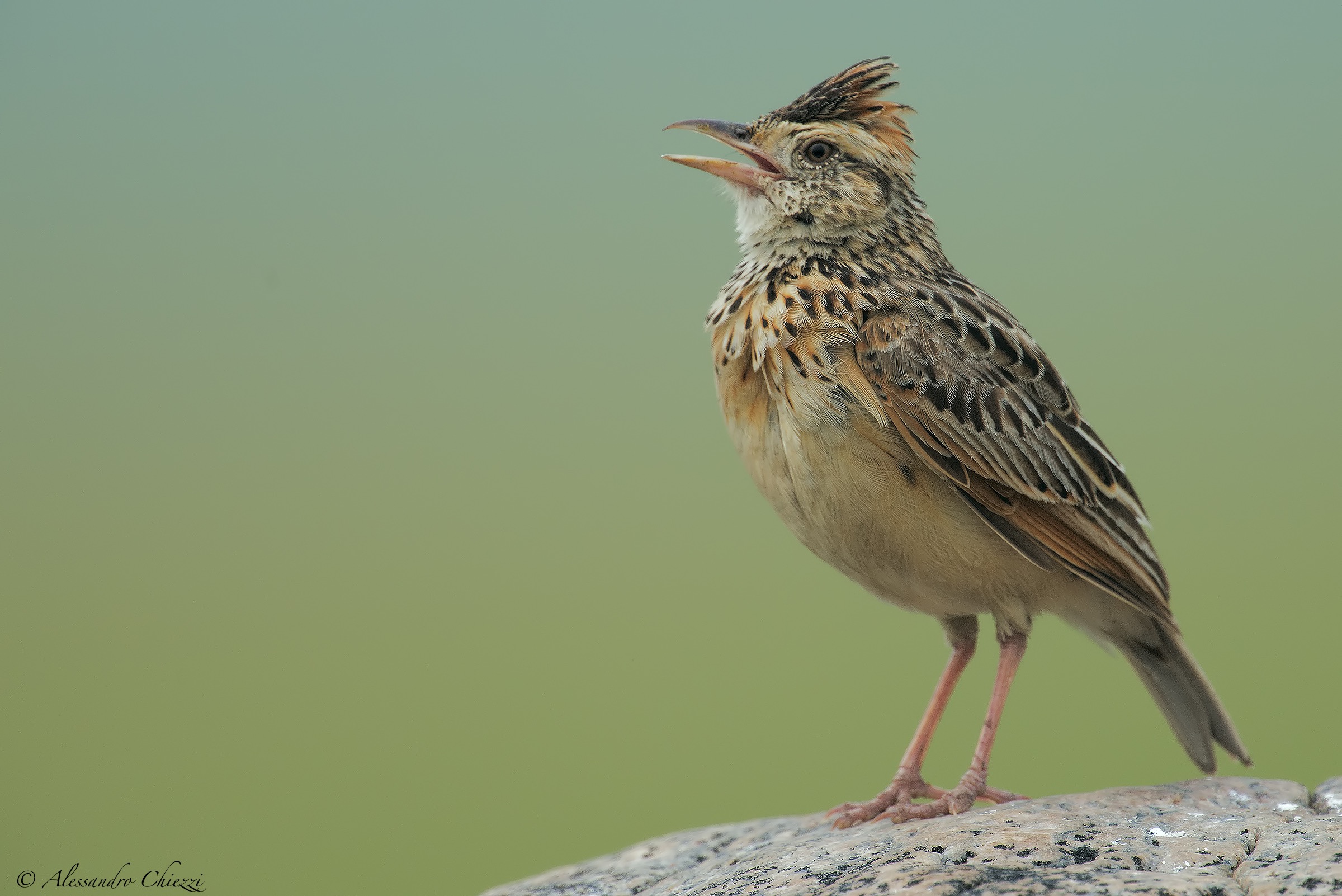 Lark nucarossiccia stain