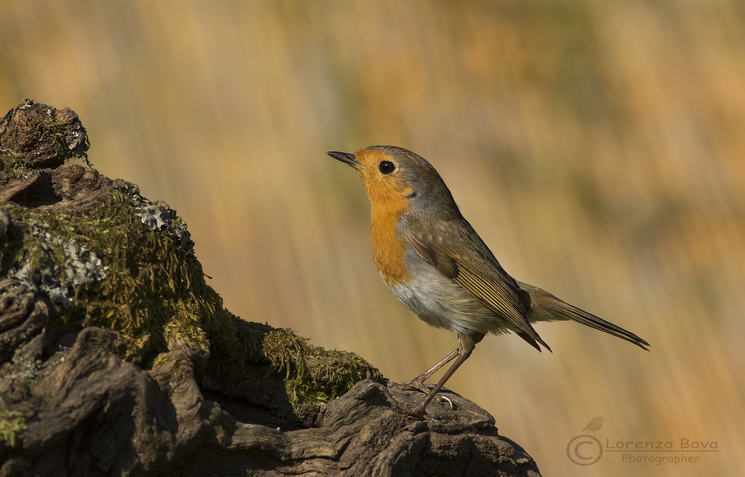 Robin ....in allerta!!!