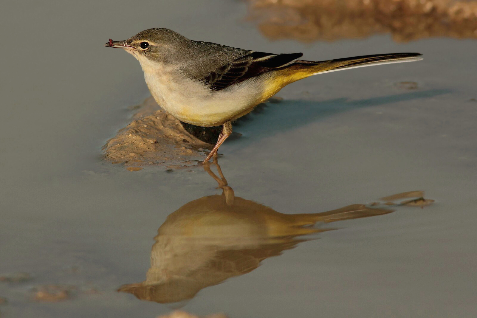 Wagtail with prey