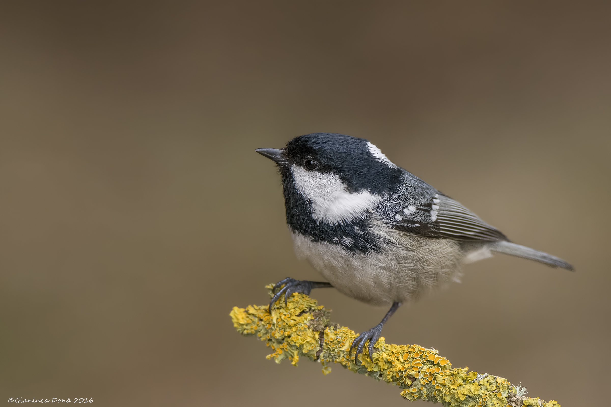 Coal Tit