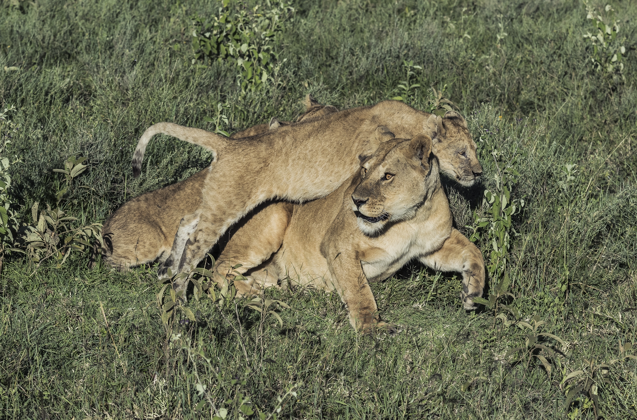 Tanzania 2016 - In allarme