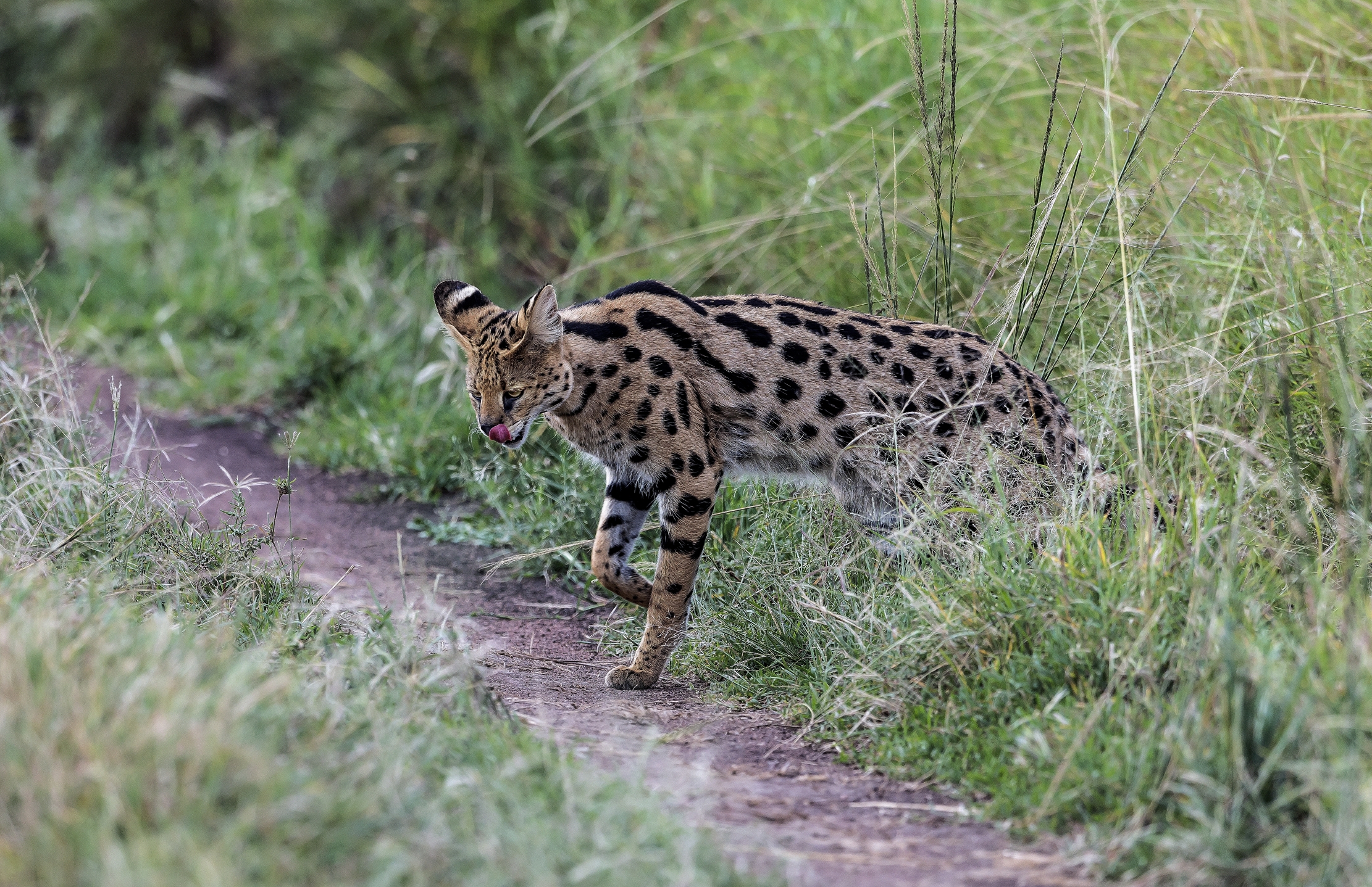 Tanzania 2016 - Serval