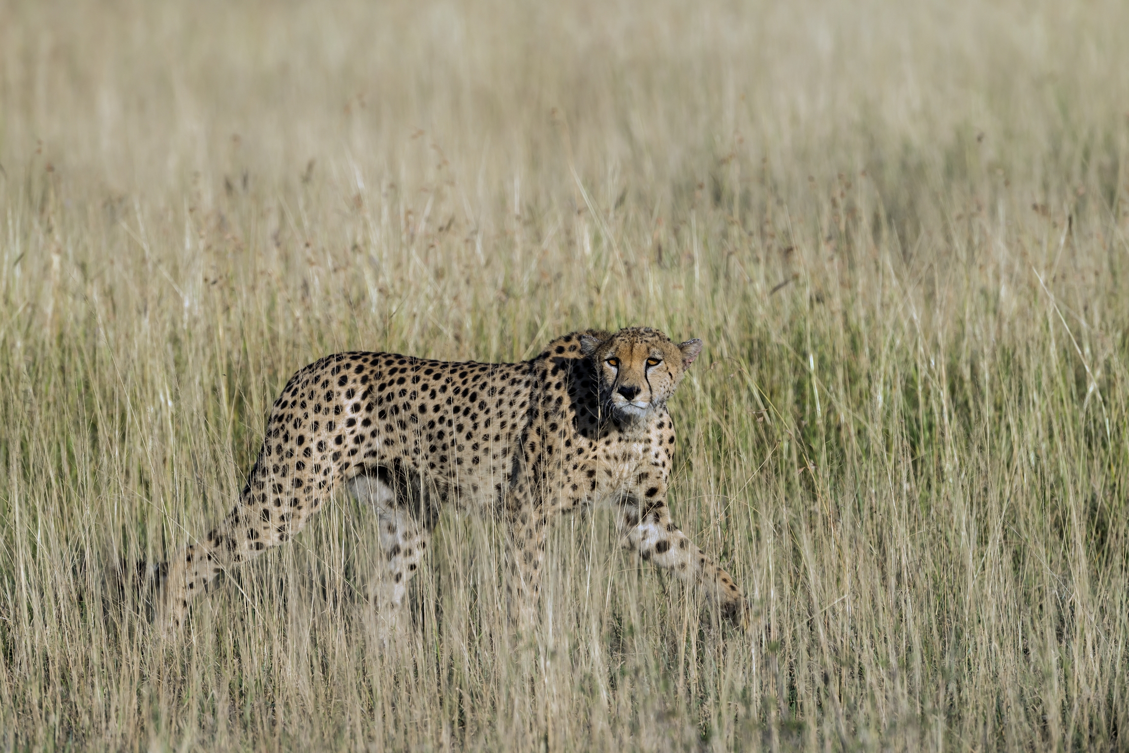 Tanzania 2016 - Mimetismo circospetto