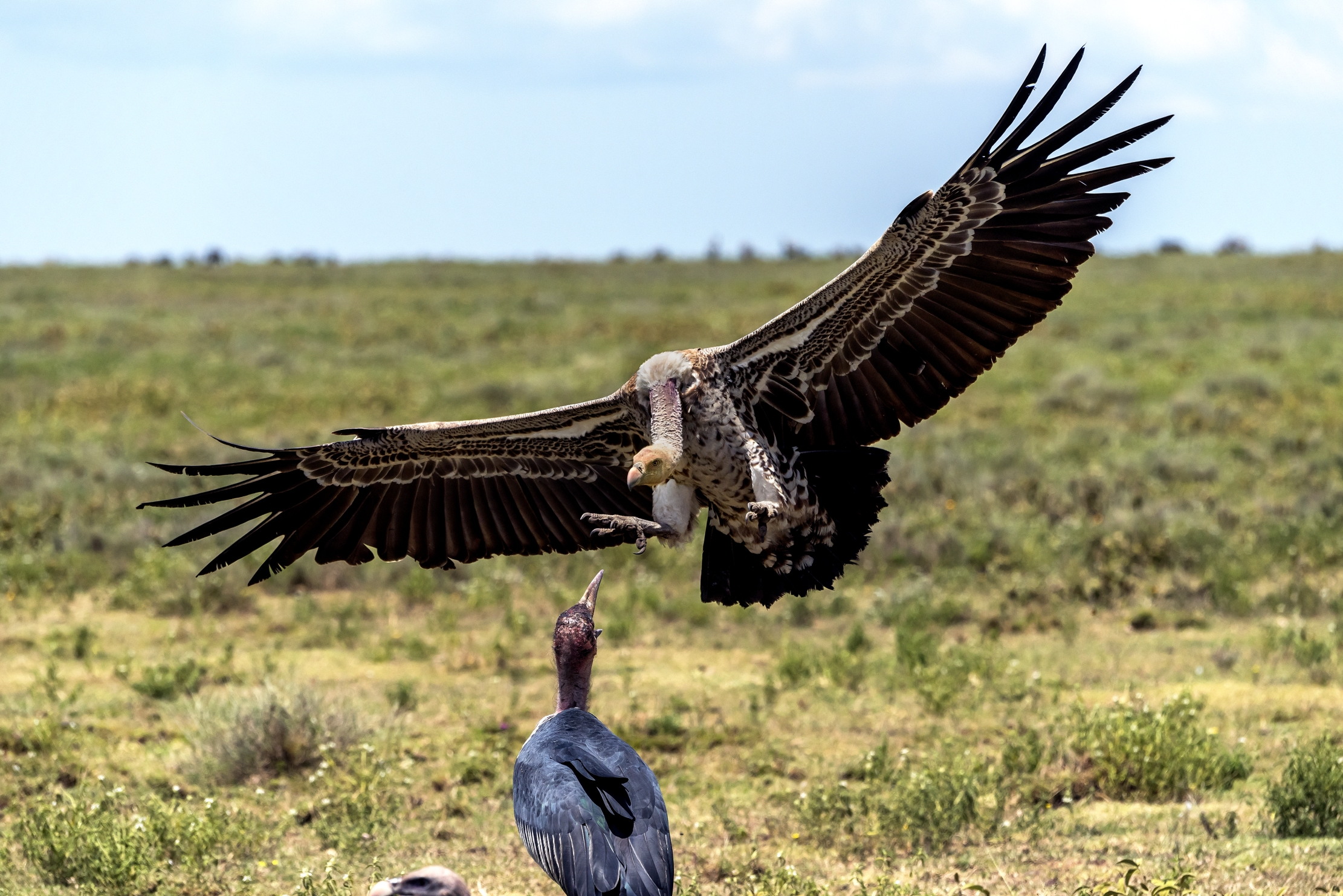 Tanzania 2016 - Atterraggio