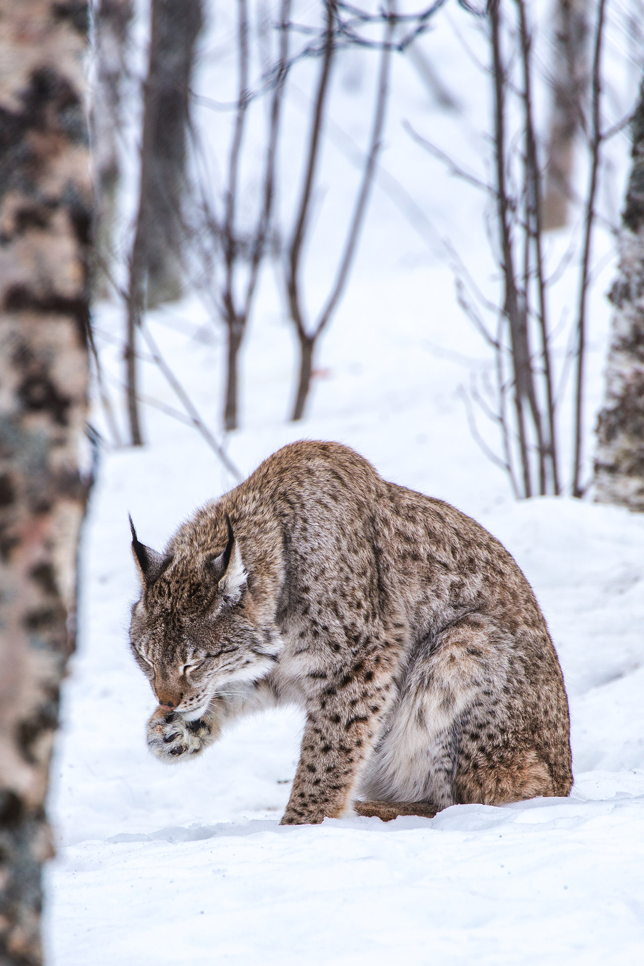 Lince