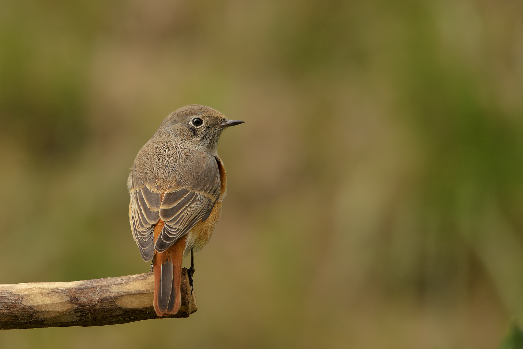 Redstart - Phoenicurus phoenicurus