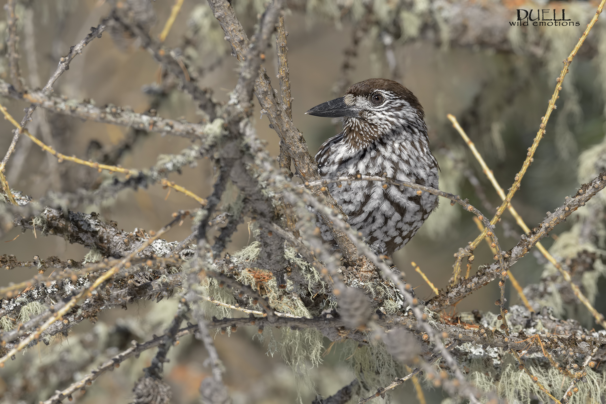 the nutcracker among the lichens