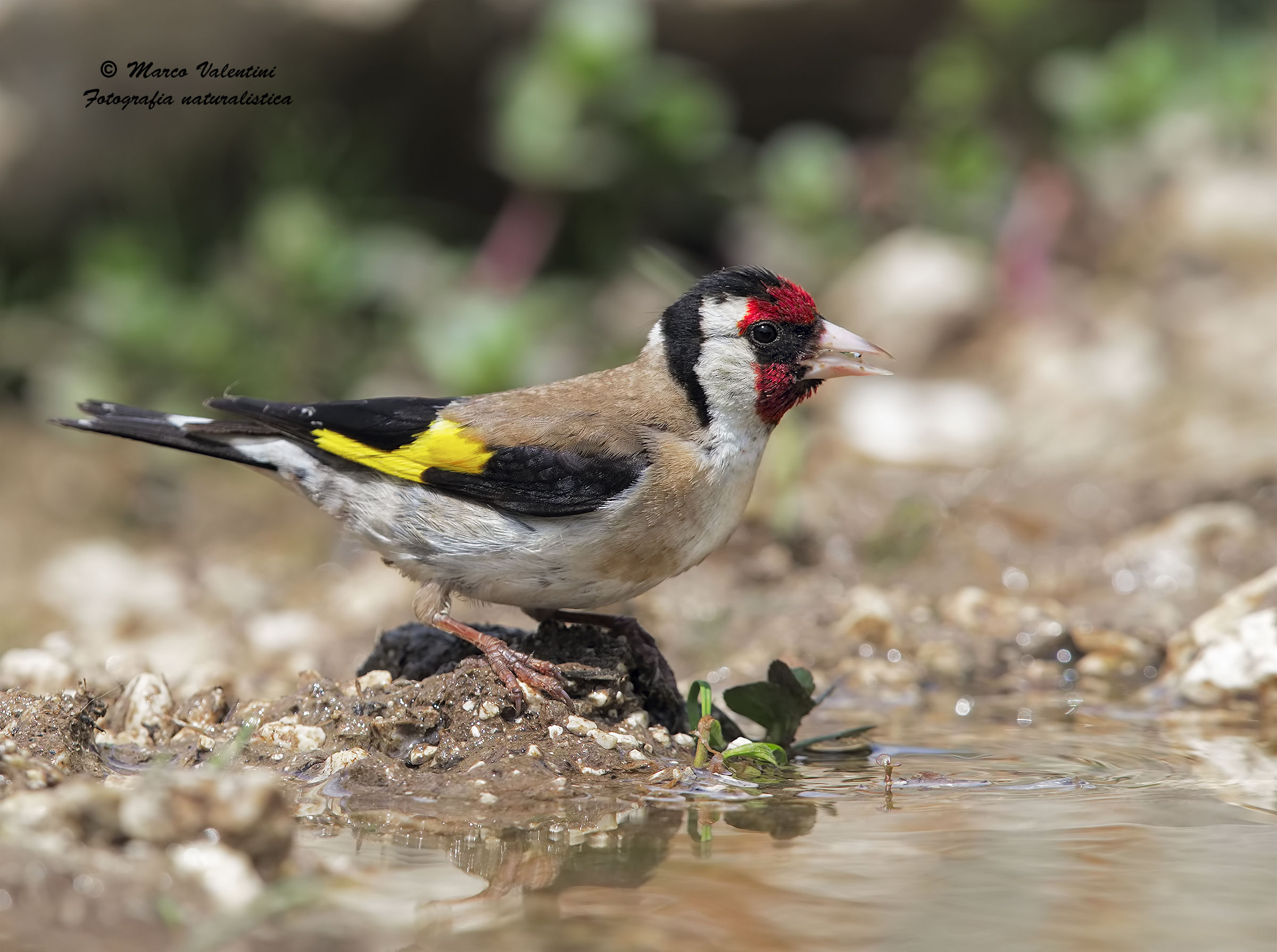 Goldfinch