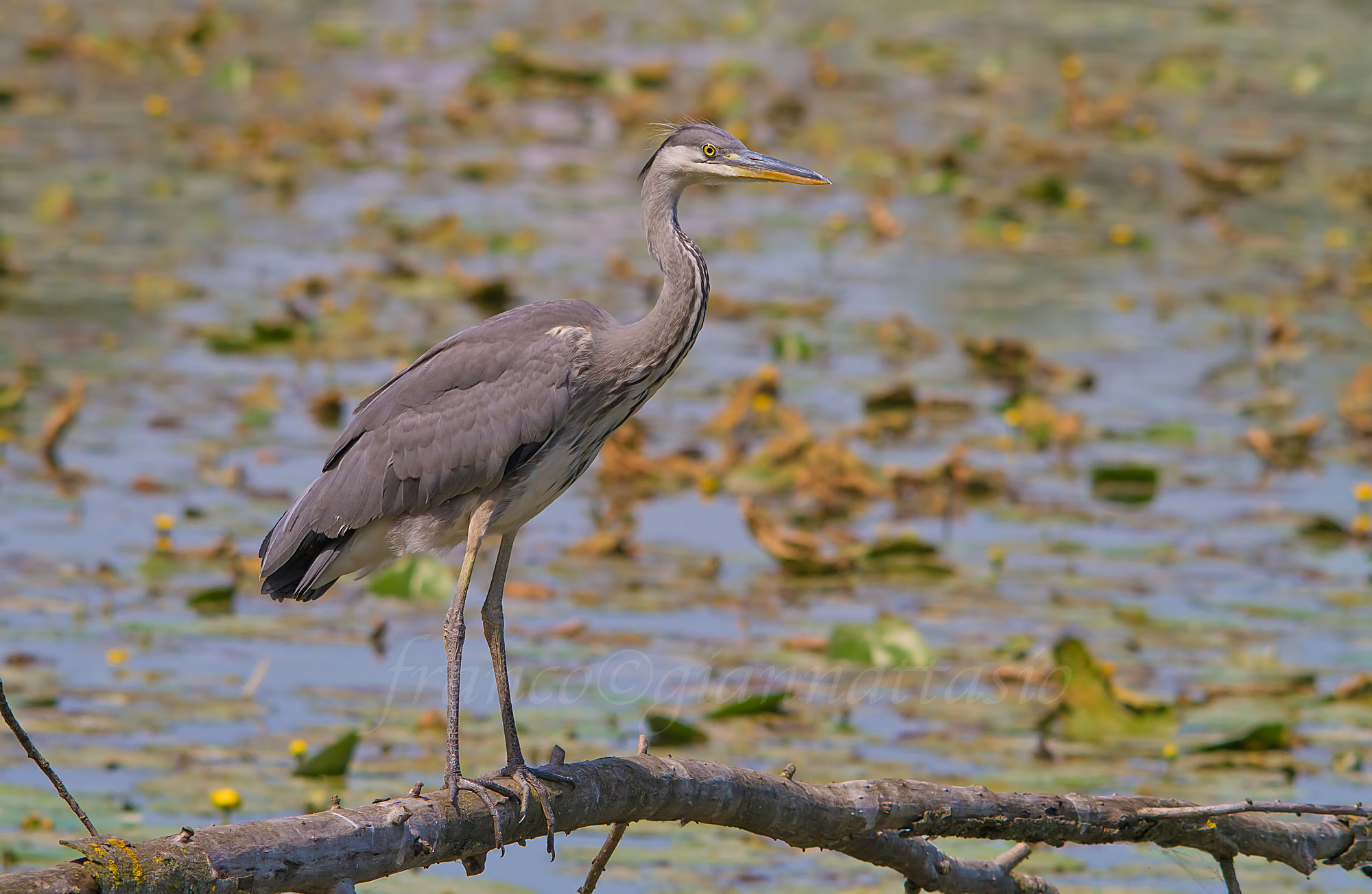 Young herons.
