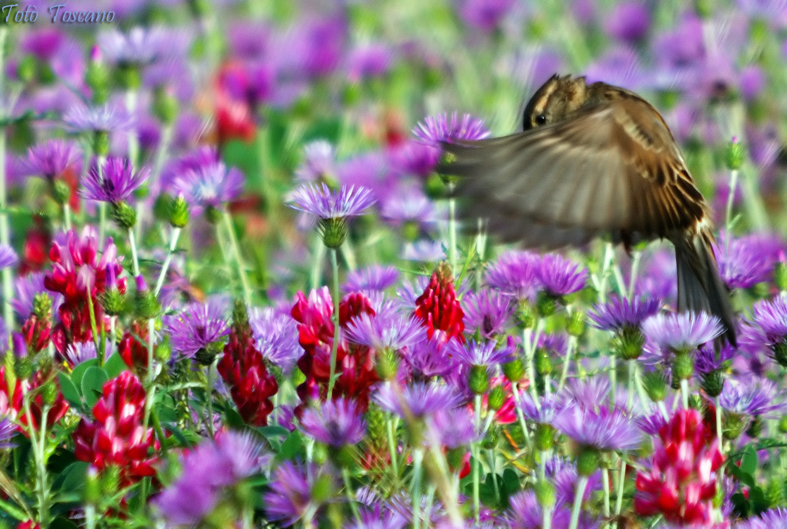 Il passero e la primavera