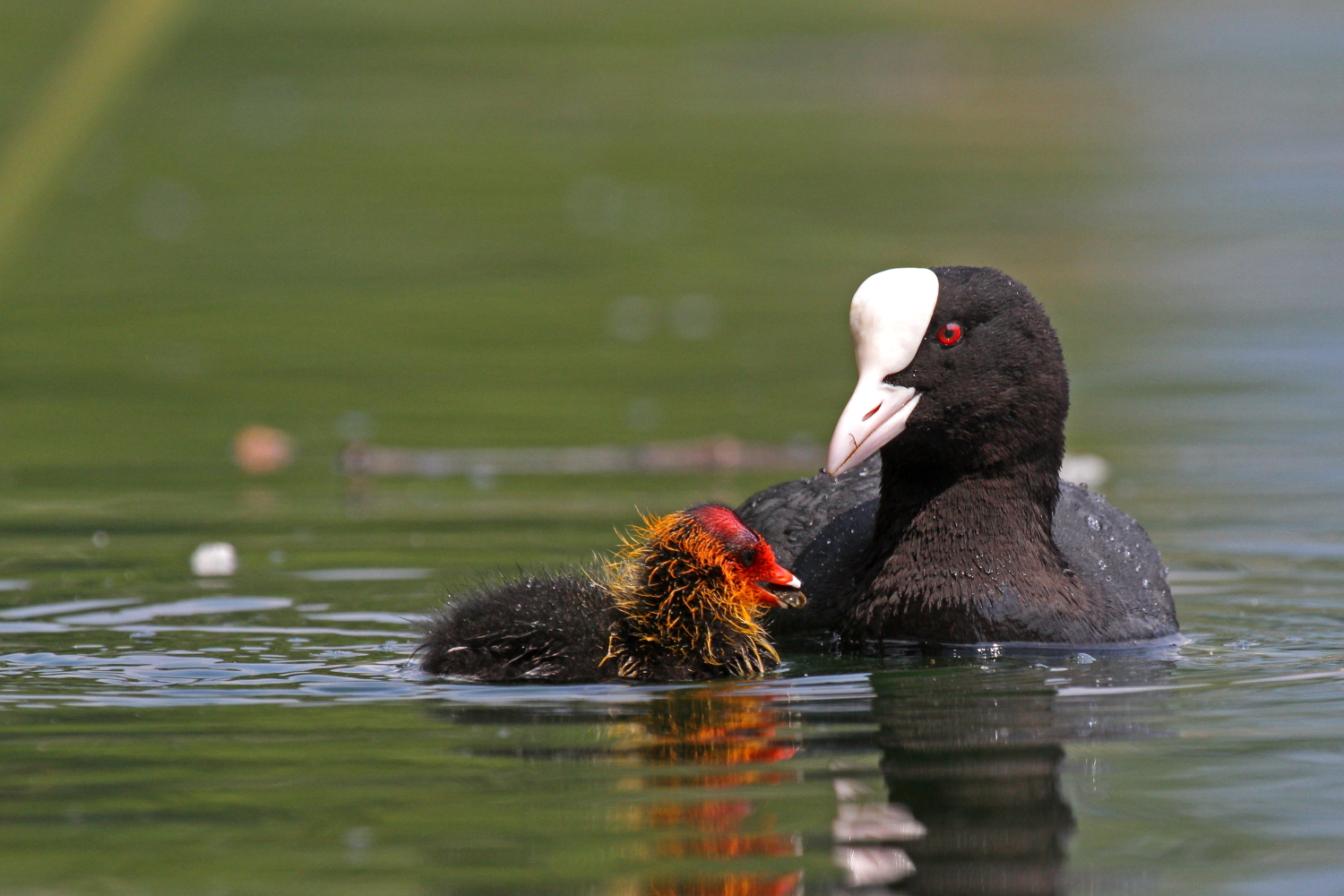 Coot with small