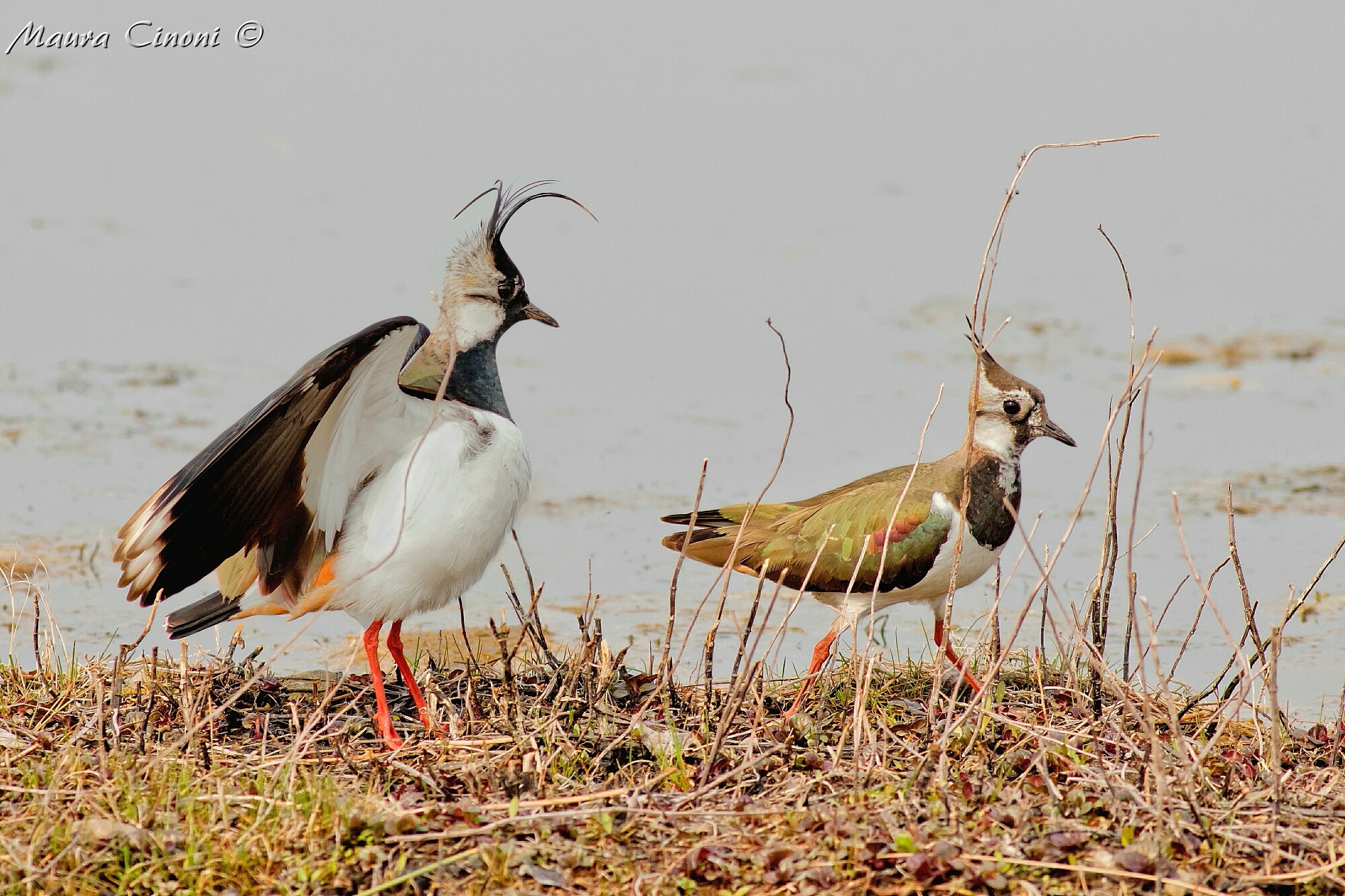lapwings