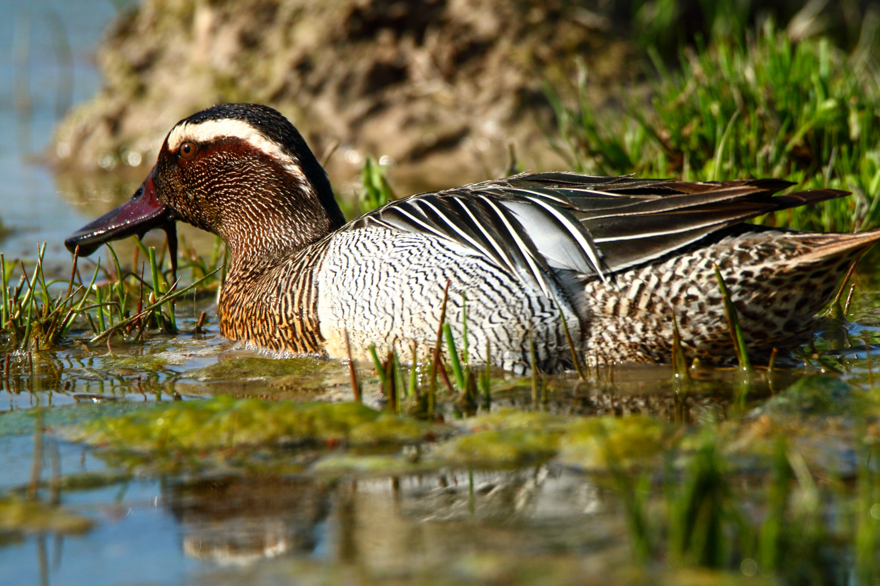 garganey