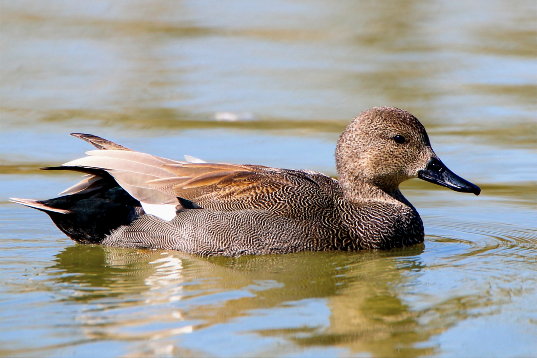 Gadwall