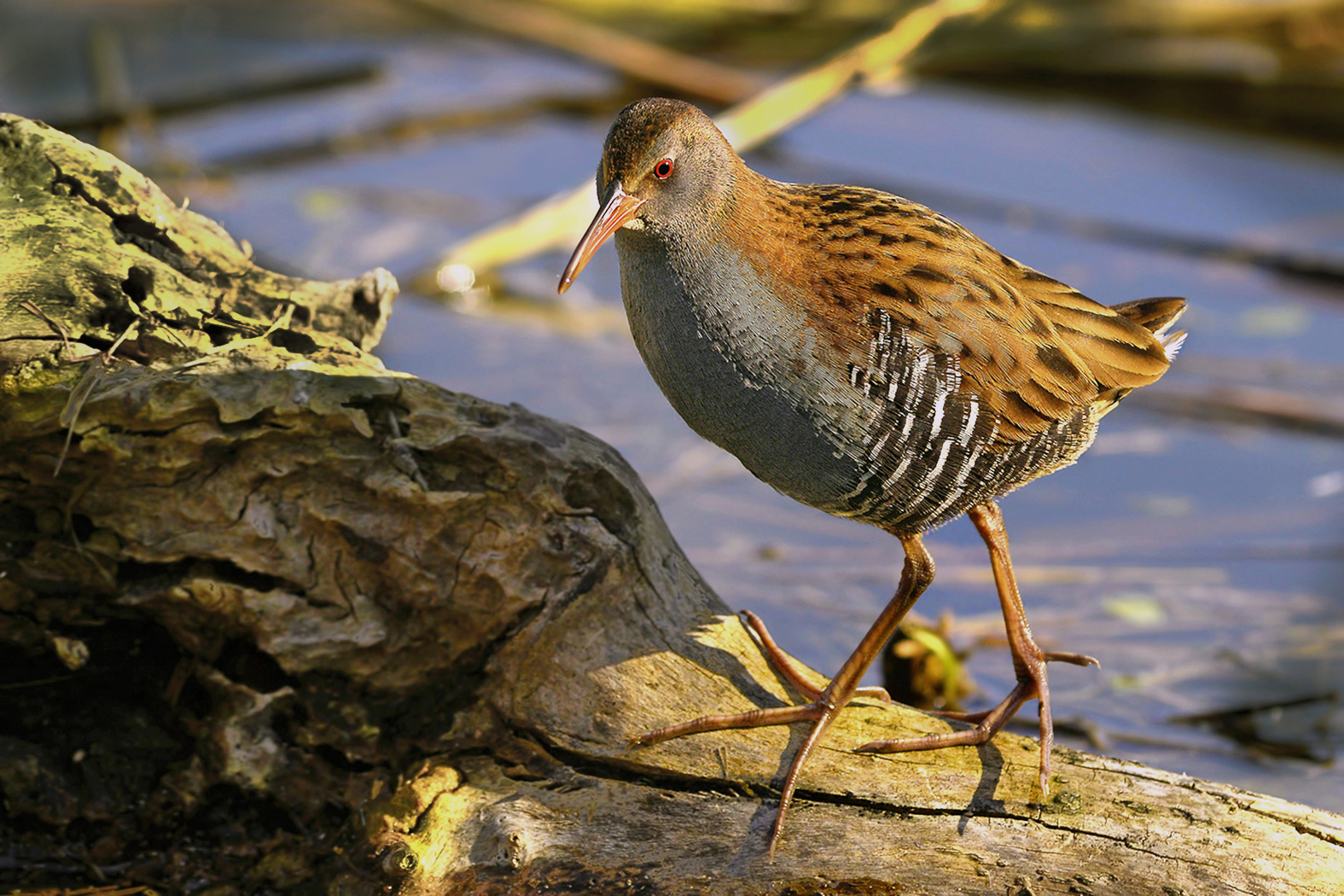 water rail at sunset