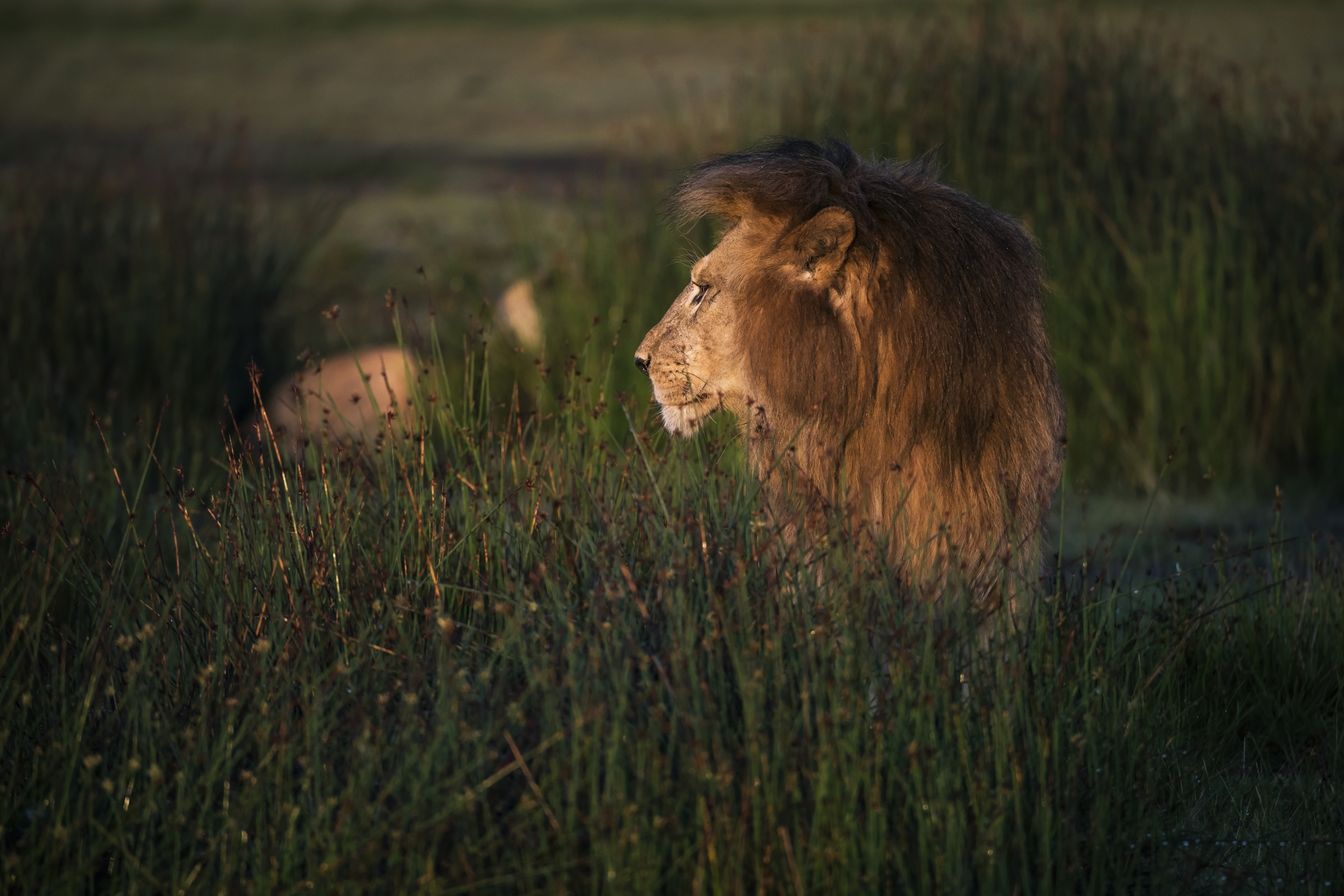 Tanzania 2016 - Alba