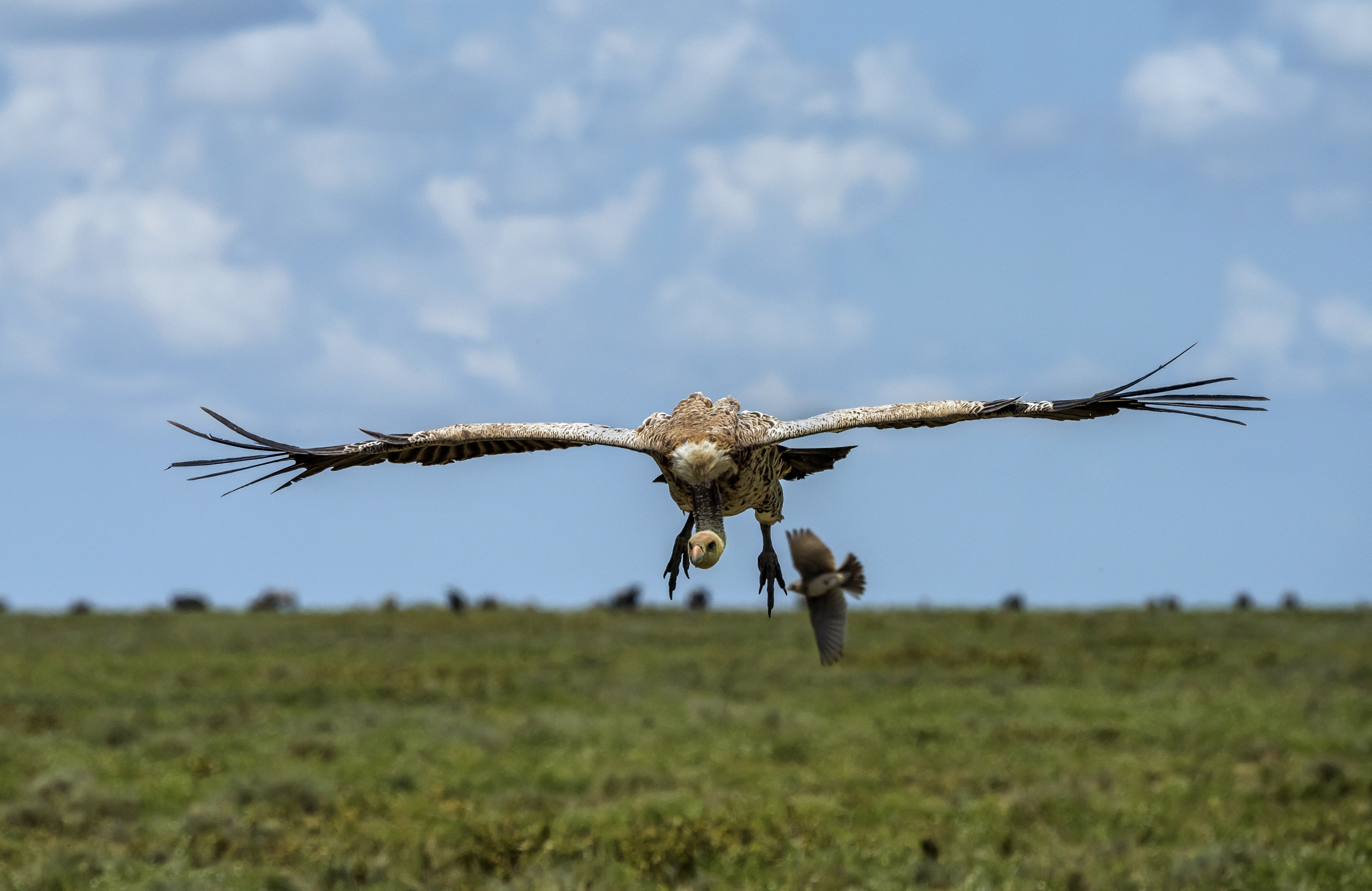 Tanzania 2016 - Discesa rapida