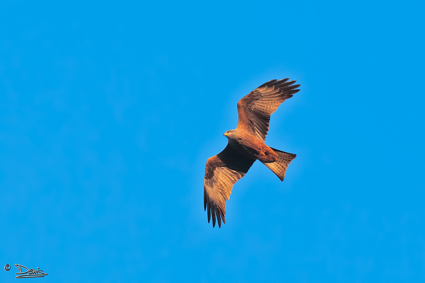 black kite