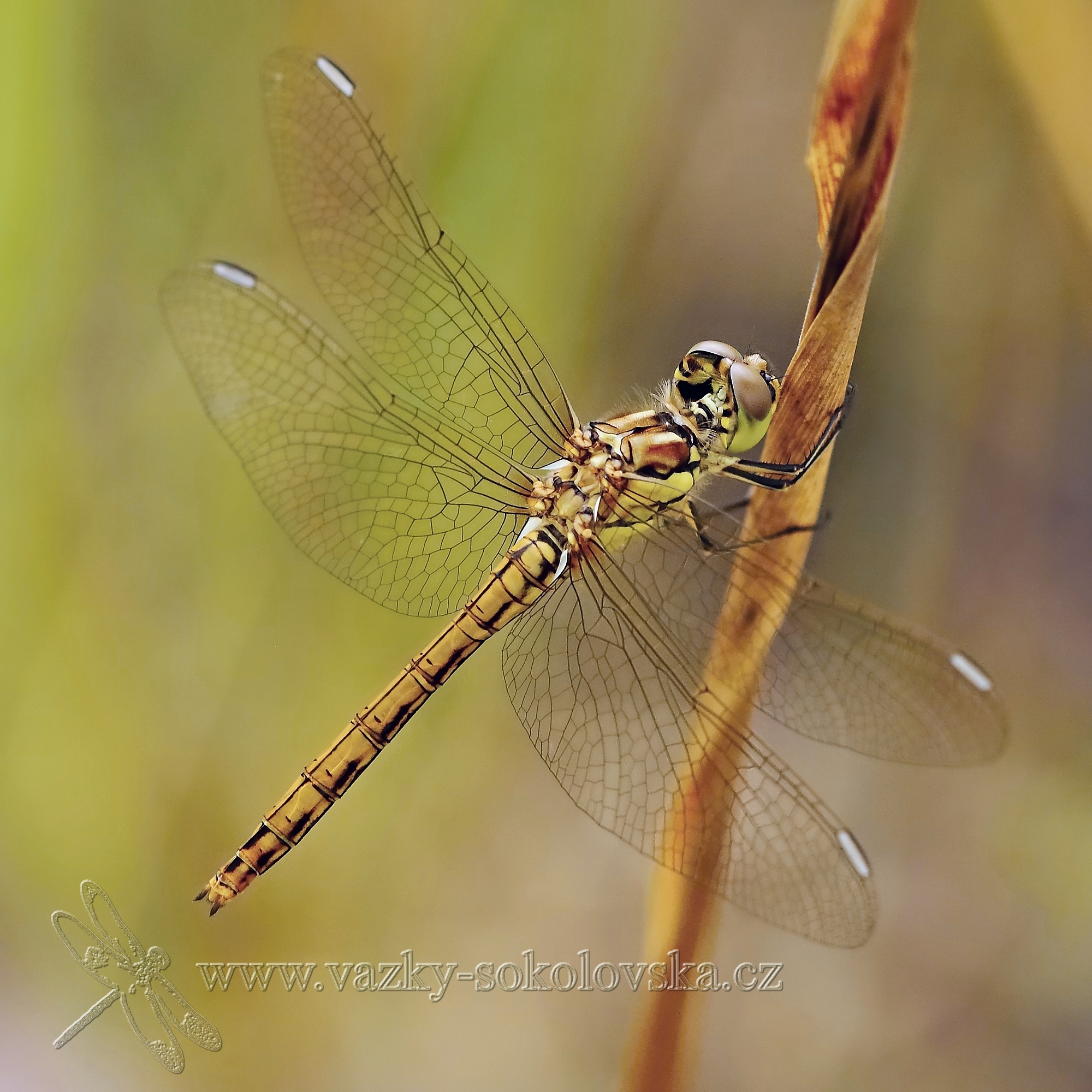 Sympetrum vulgatum