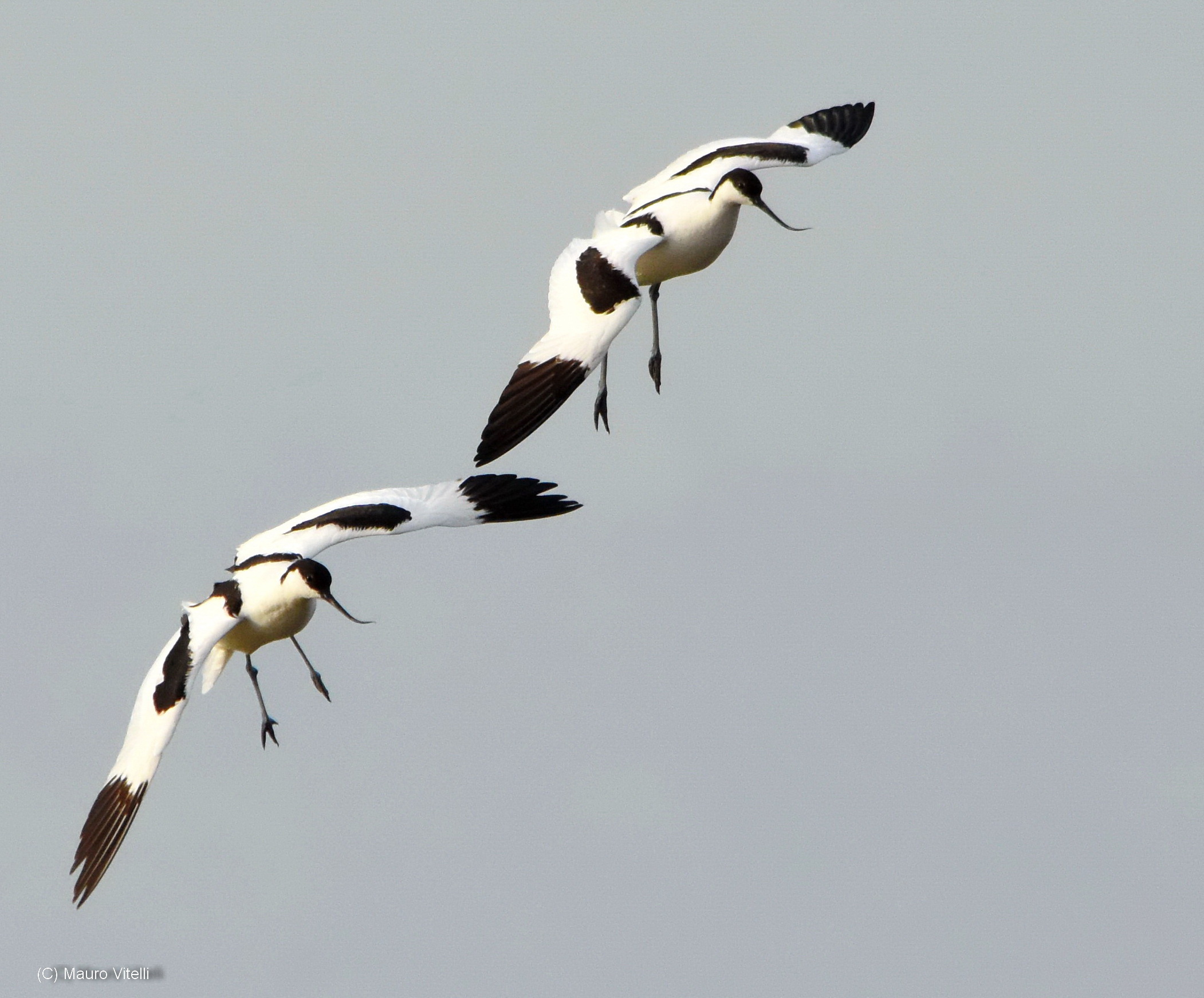 Avocets on patrol