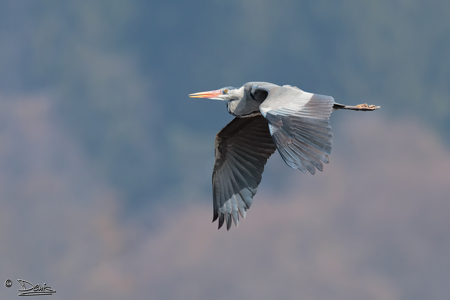 Grey Heron.
