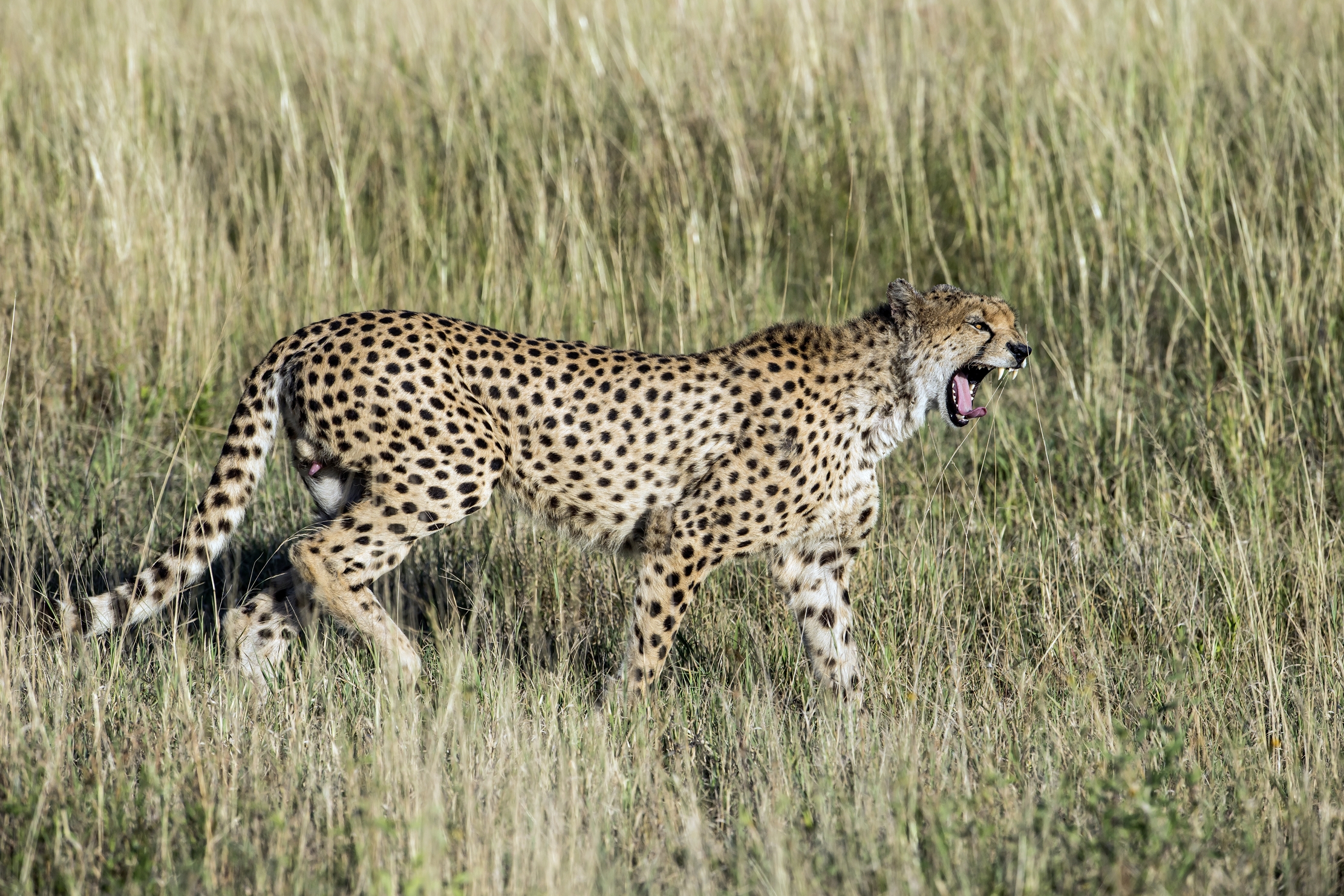 Tanzania 2016 - Nella savana