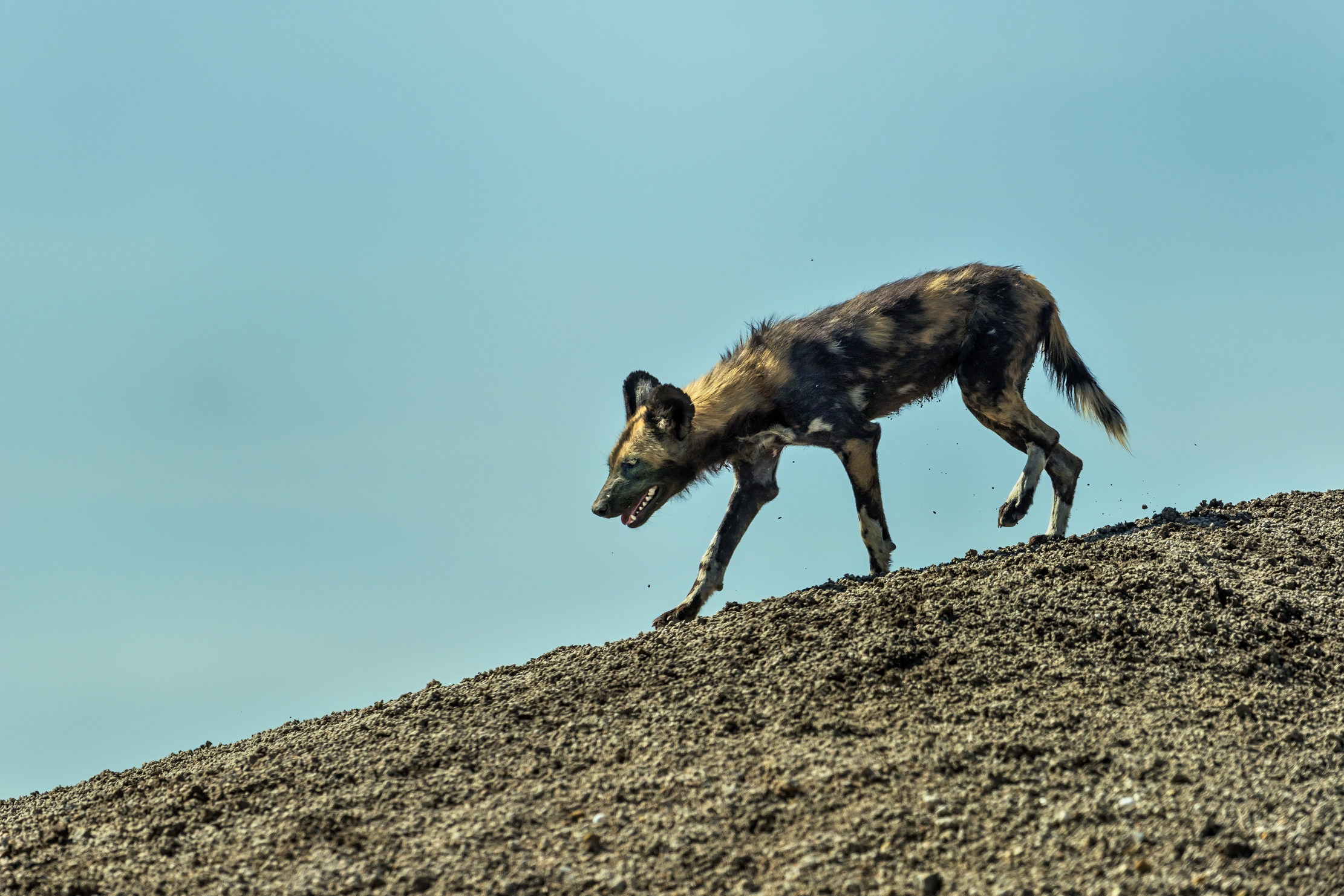 Tanzania 2016 - Sul crinale