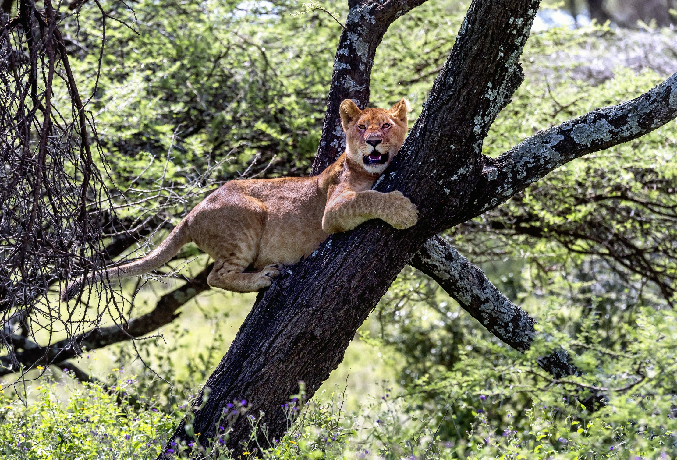 Tanzania 2016 - Giovane Leone