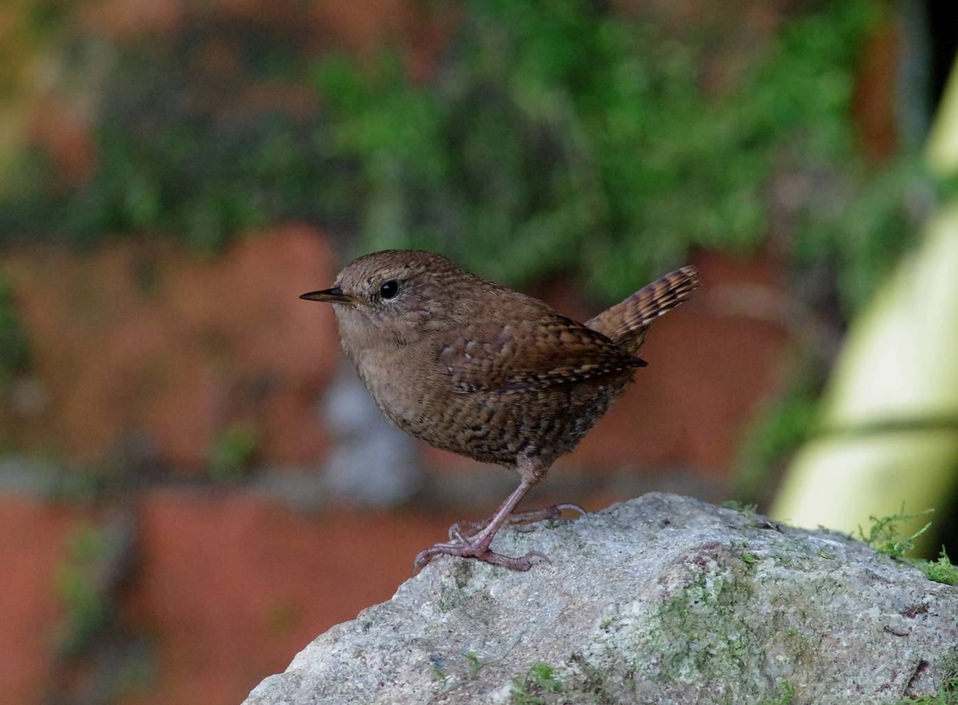 Eurasian Wren