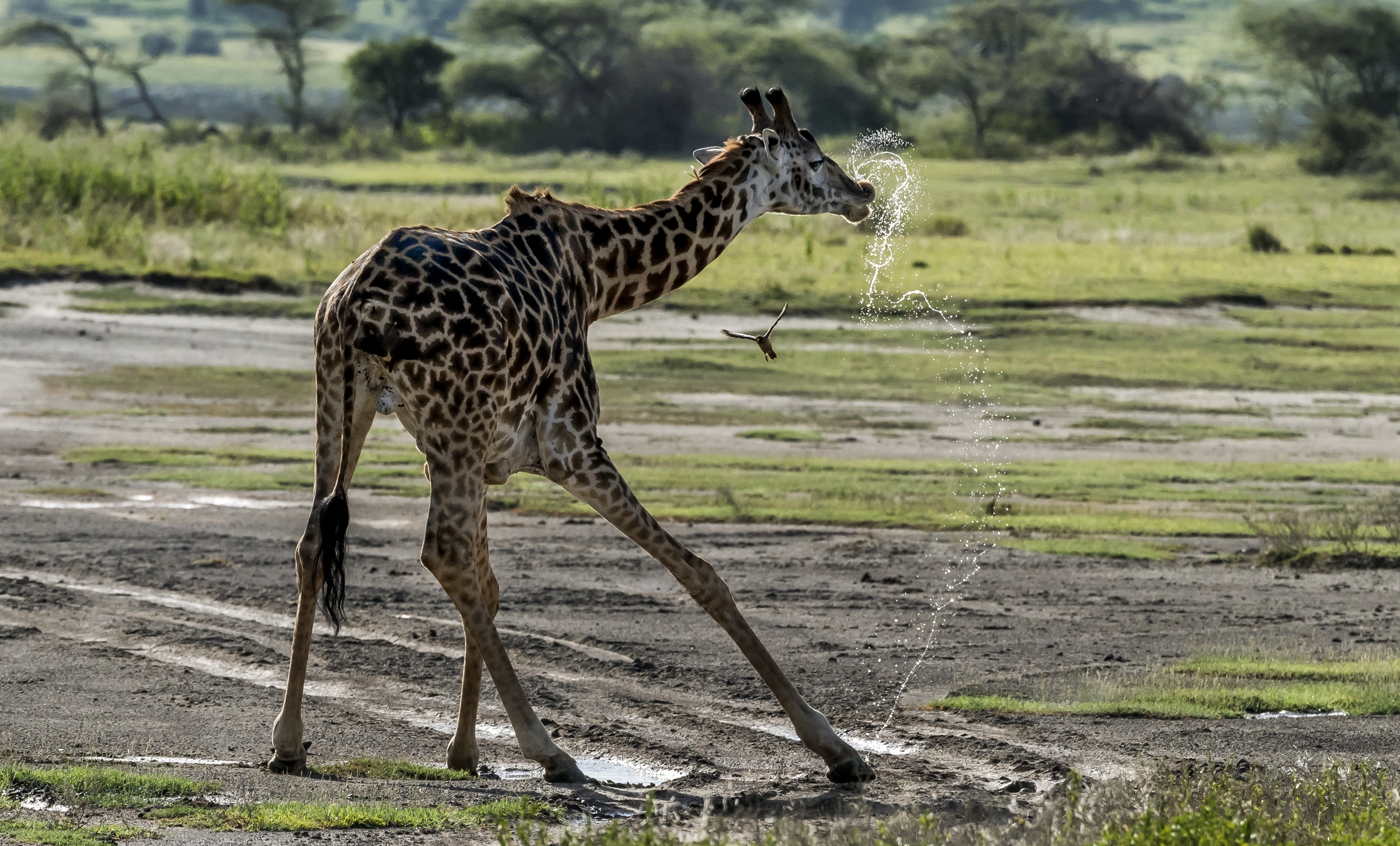Tanzania 2016 - L'uccellino