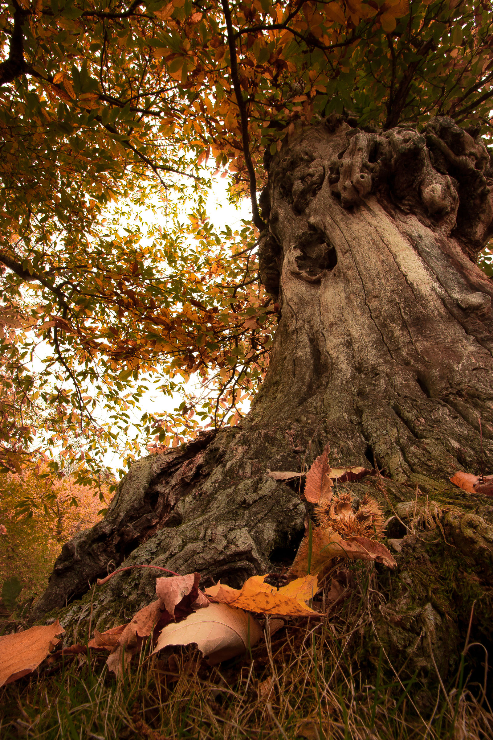 Ai piedi del vecchio saggio