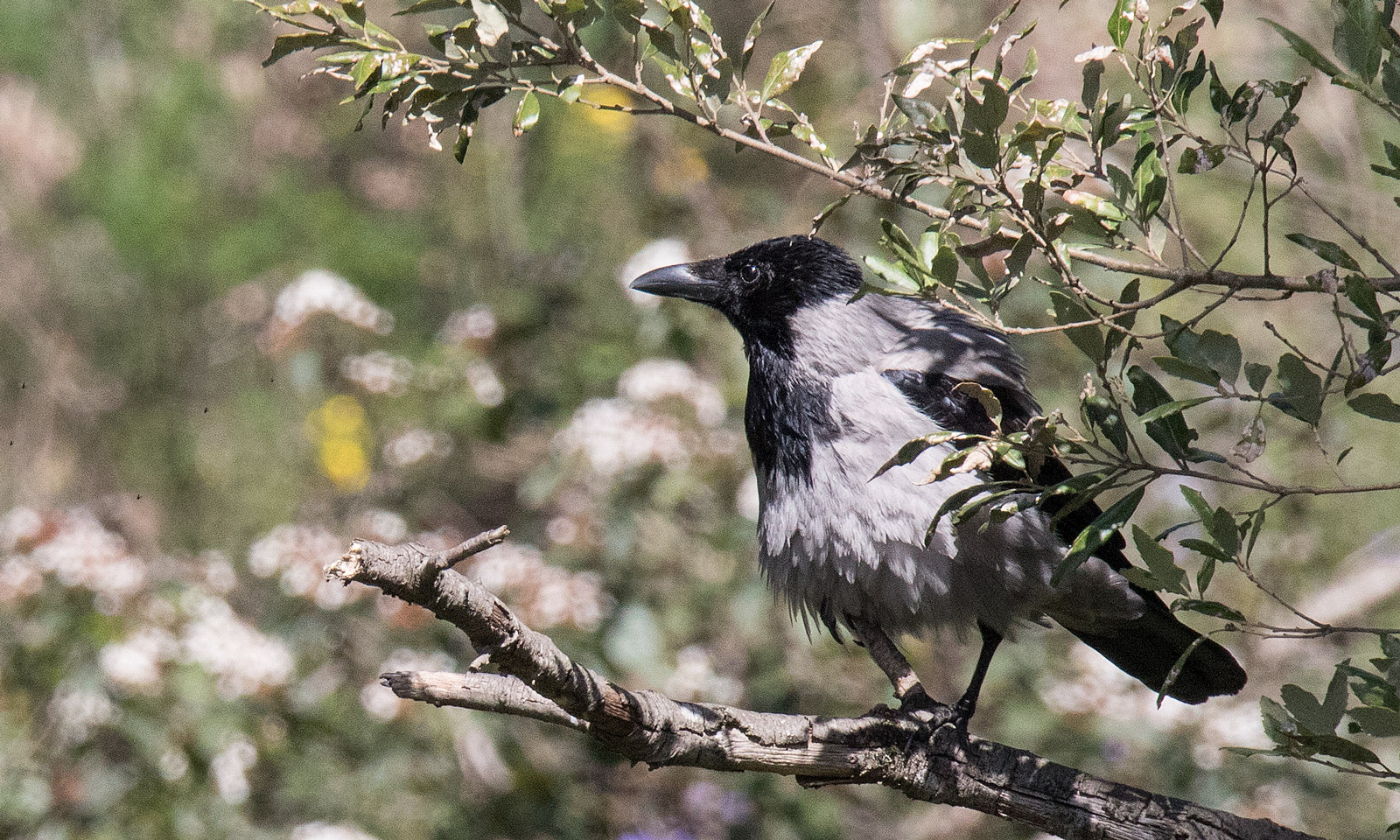 corvus corone