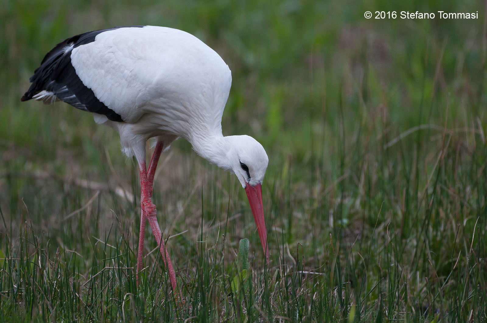 Stork
