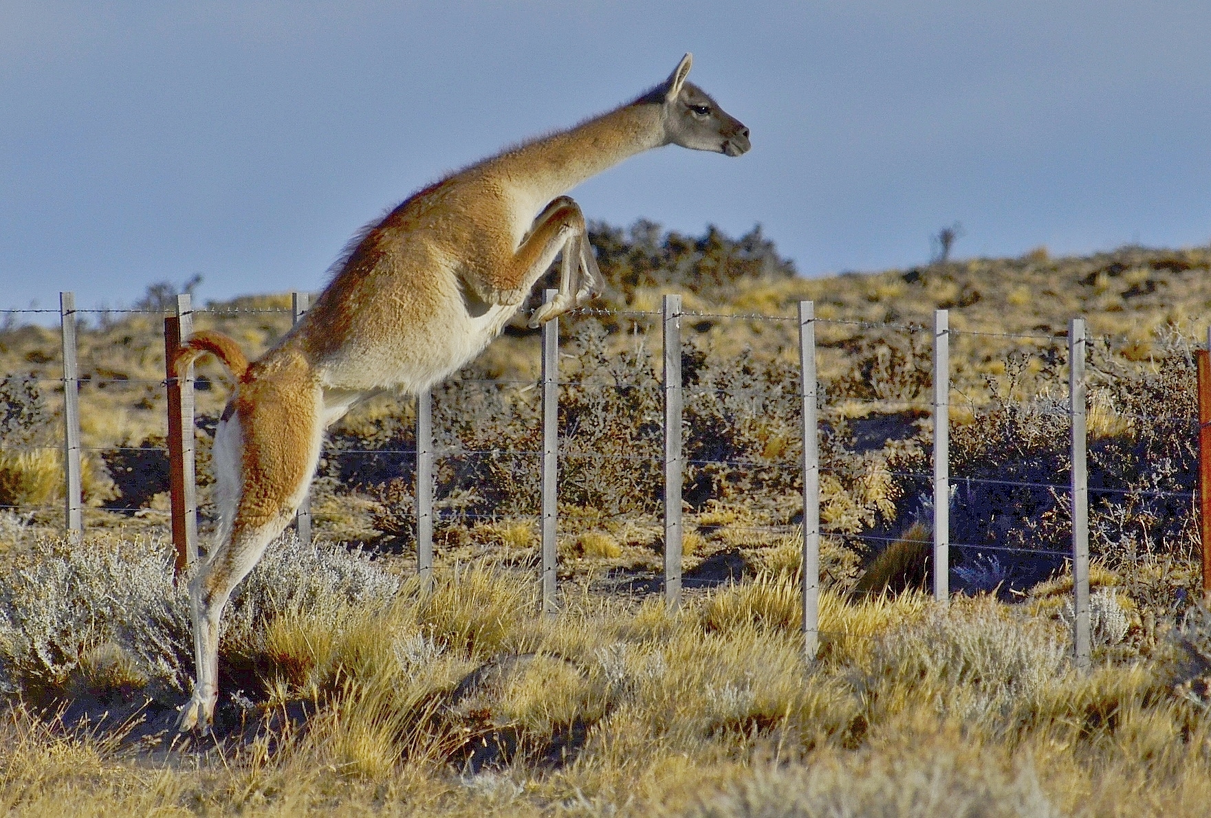 Il salto del guanaco