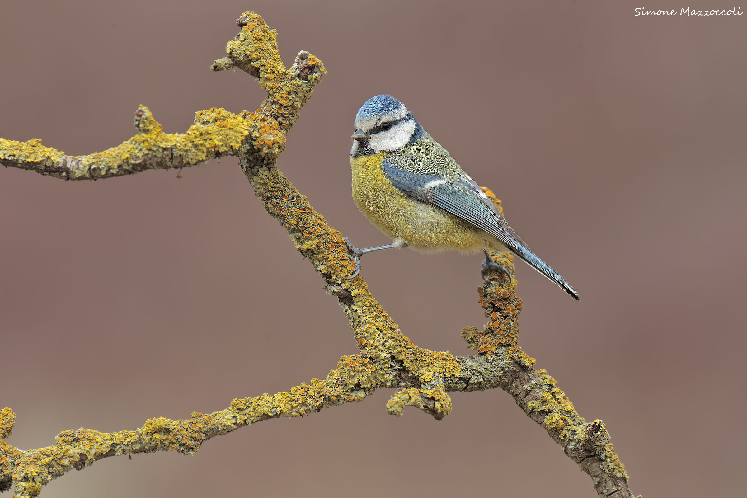 Cinciarella equilibrista