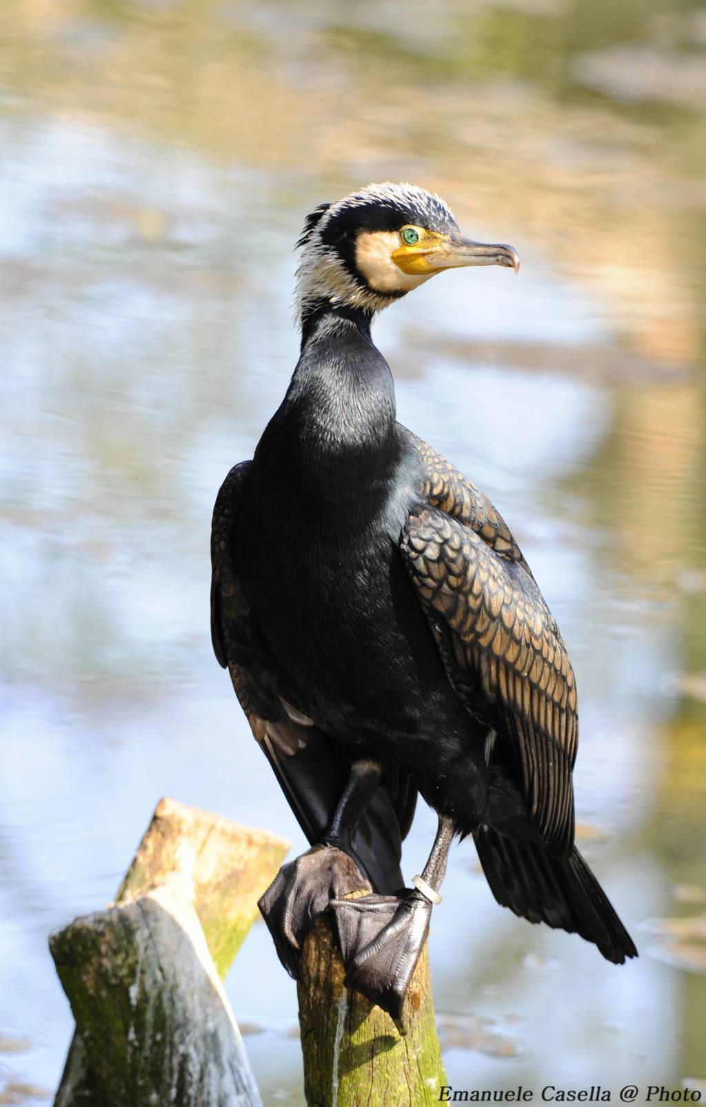 cormorano
