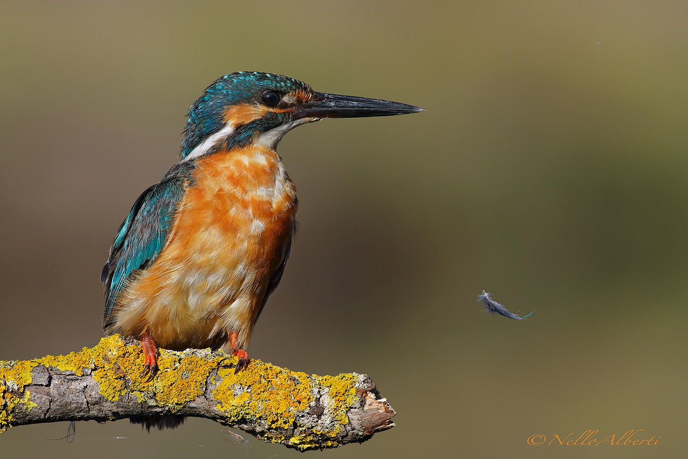 kingfishers and feather