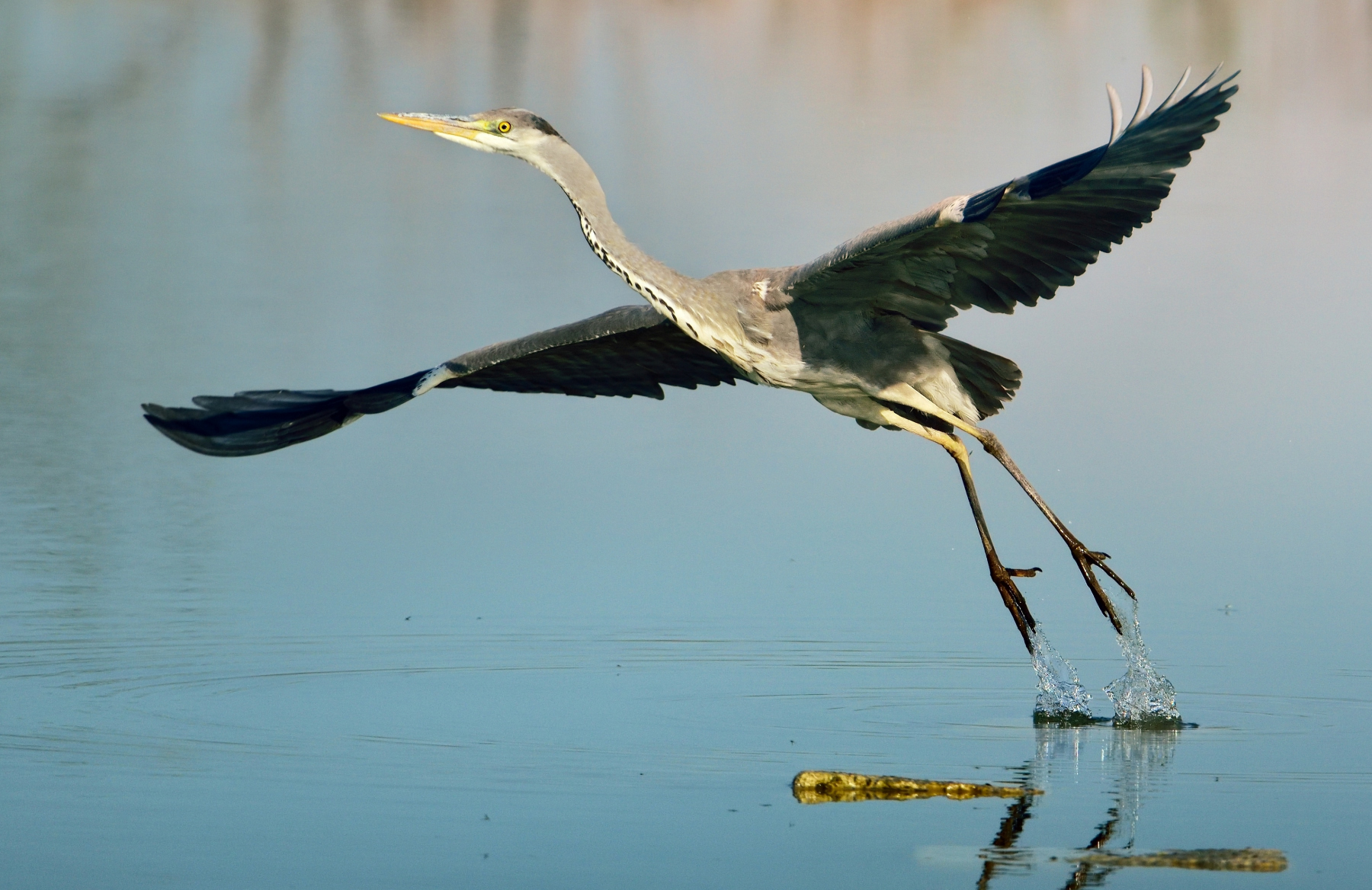 Cenerino allo stacco