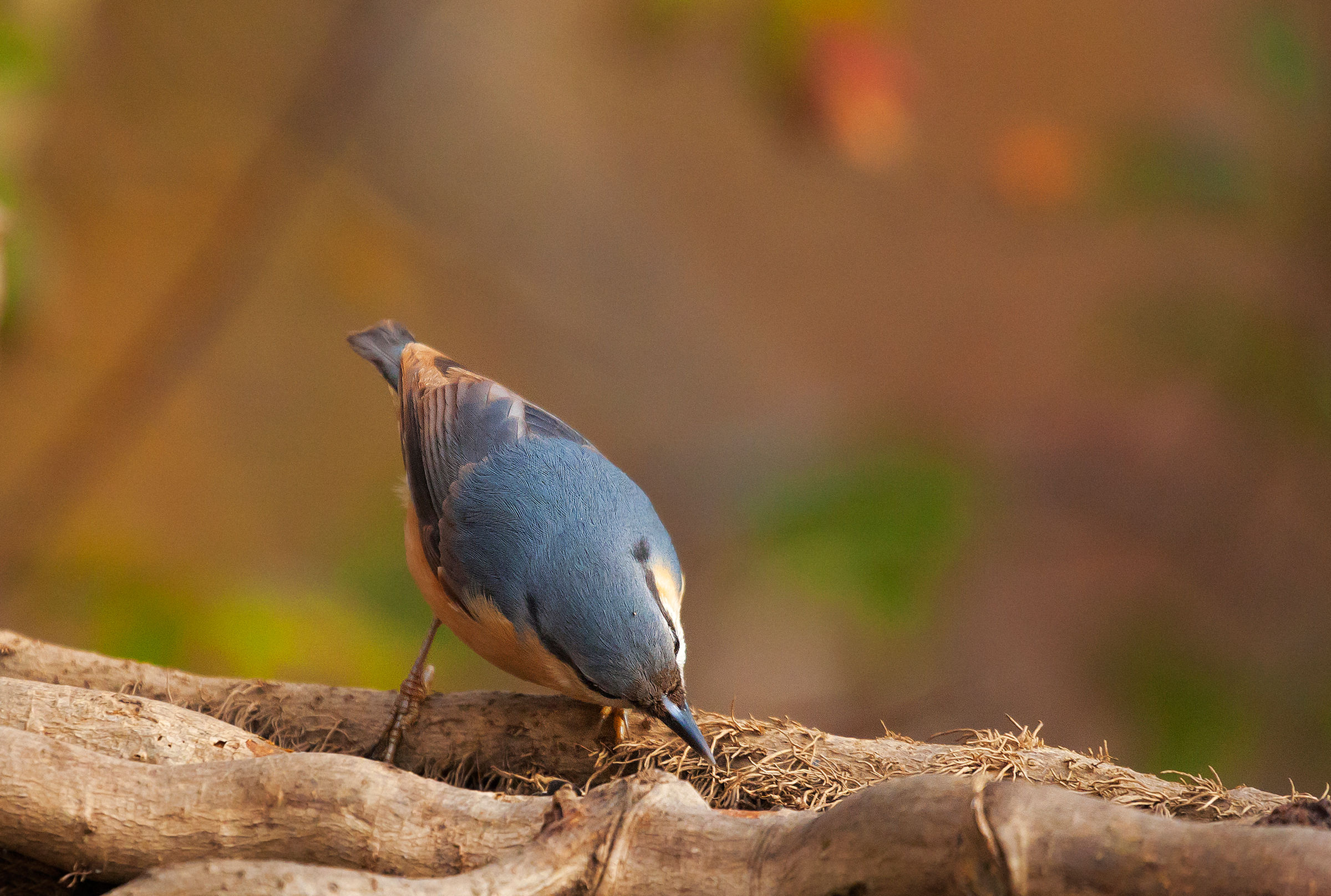 Picchio muratore... a lavoro